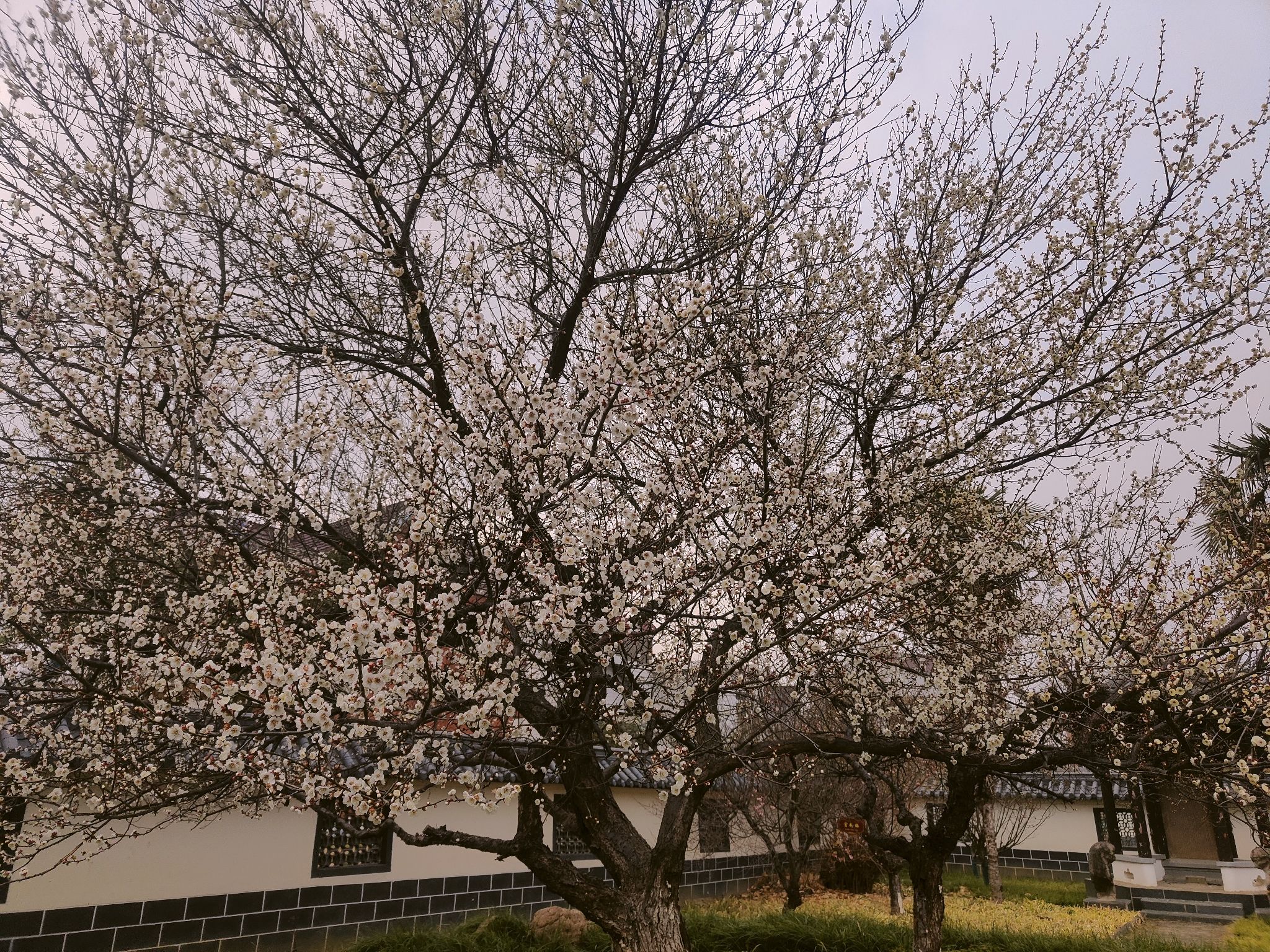 丰山杜半枝梅旅行图片 1