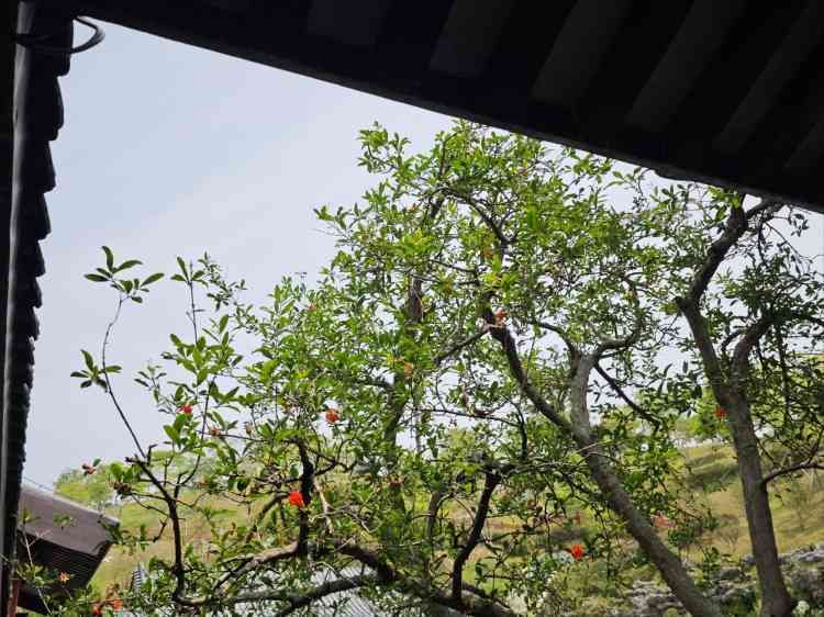 玉龙公园旅行图片 2