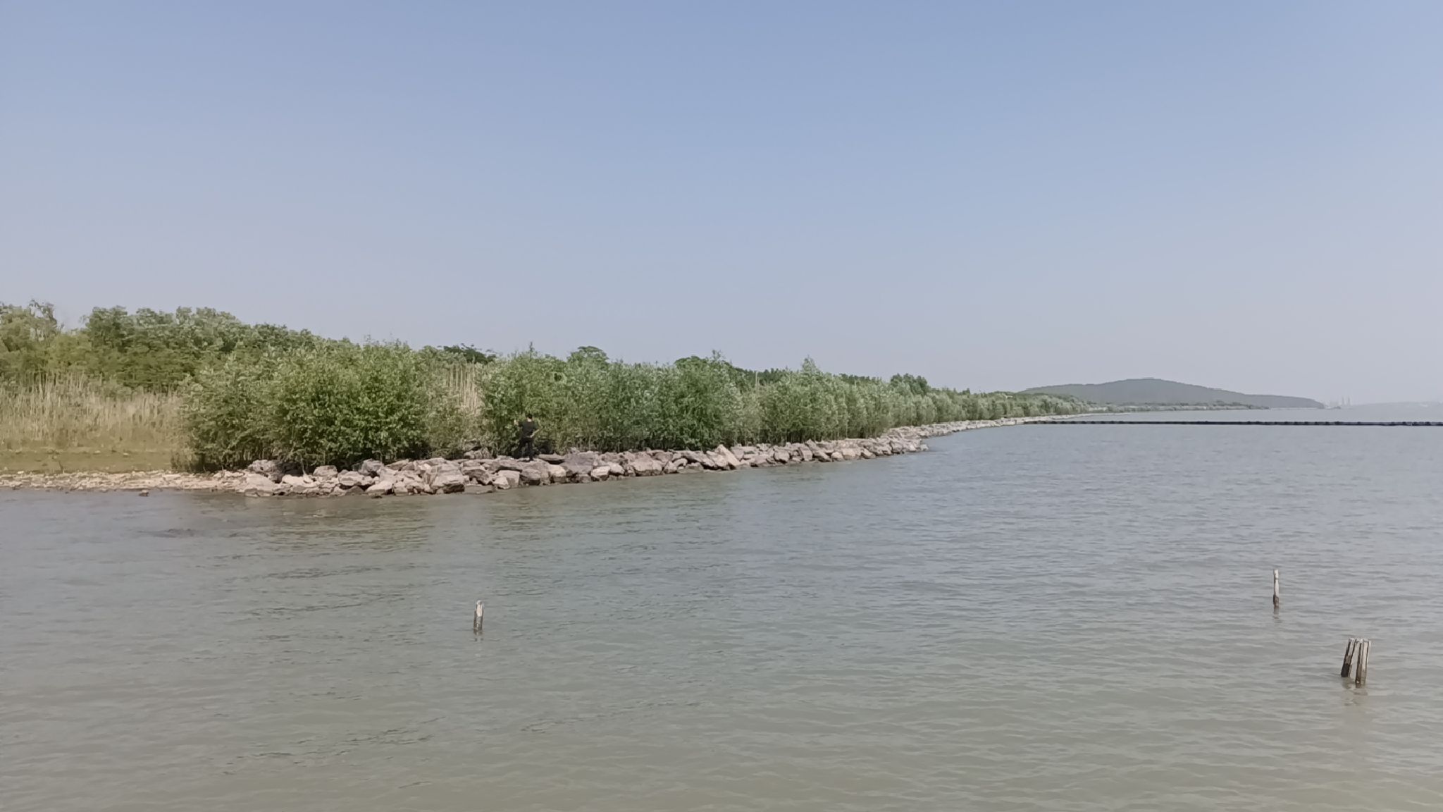 巢湖湿地旅行图片 1