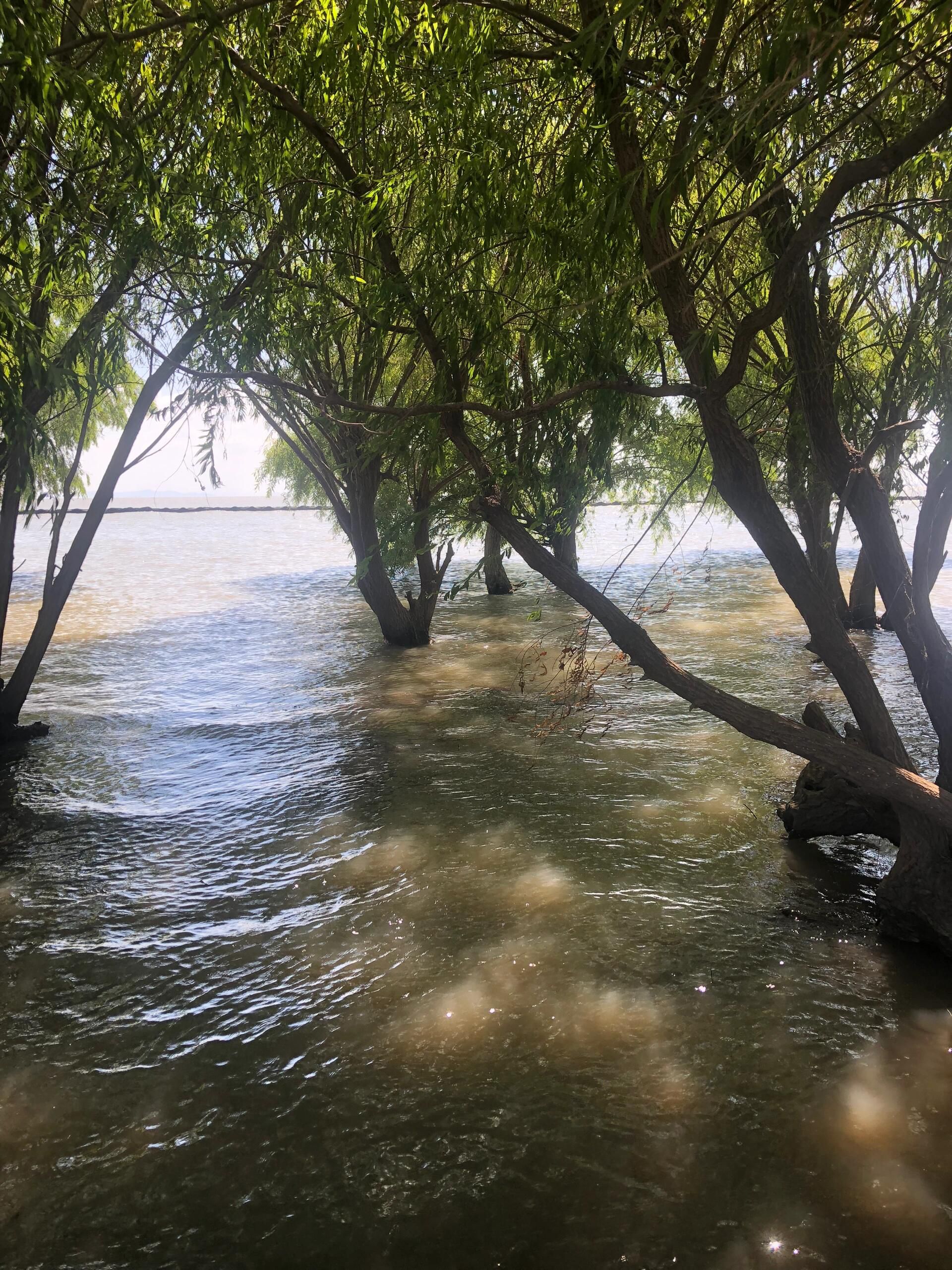 巢湖湿地旅行图片 3