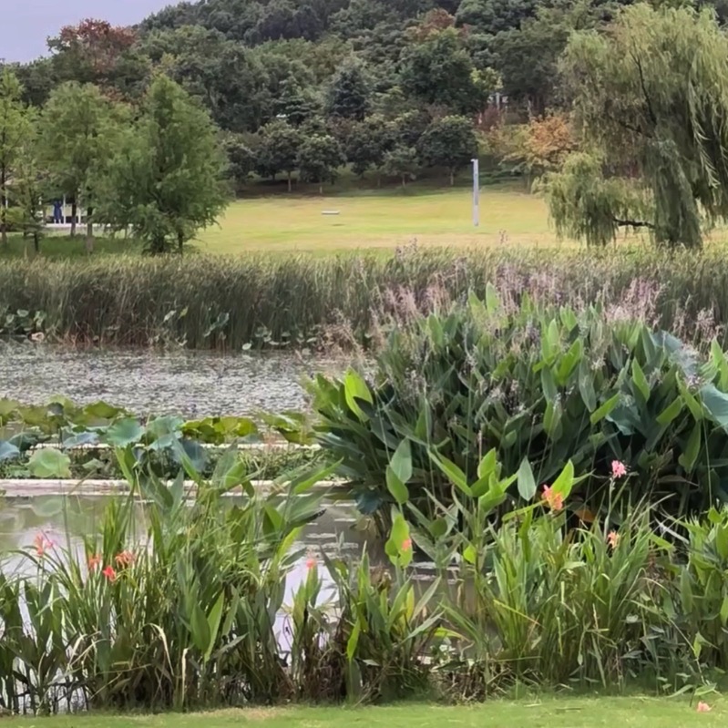 无为植物园旅行图片 3