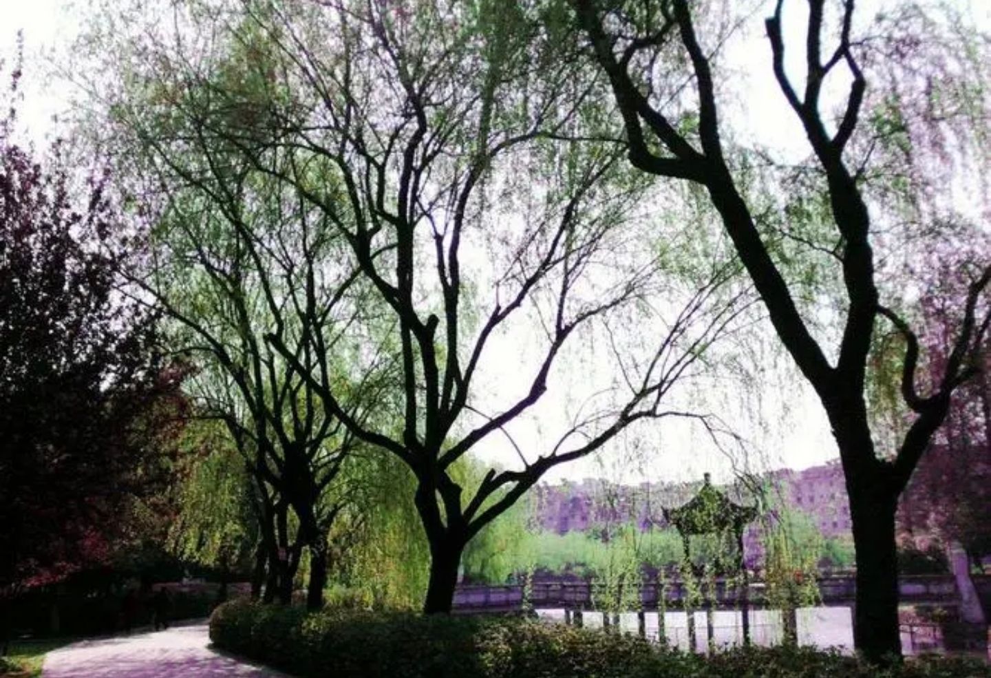 烟柳园公园旅行图片 2