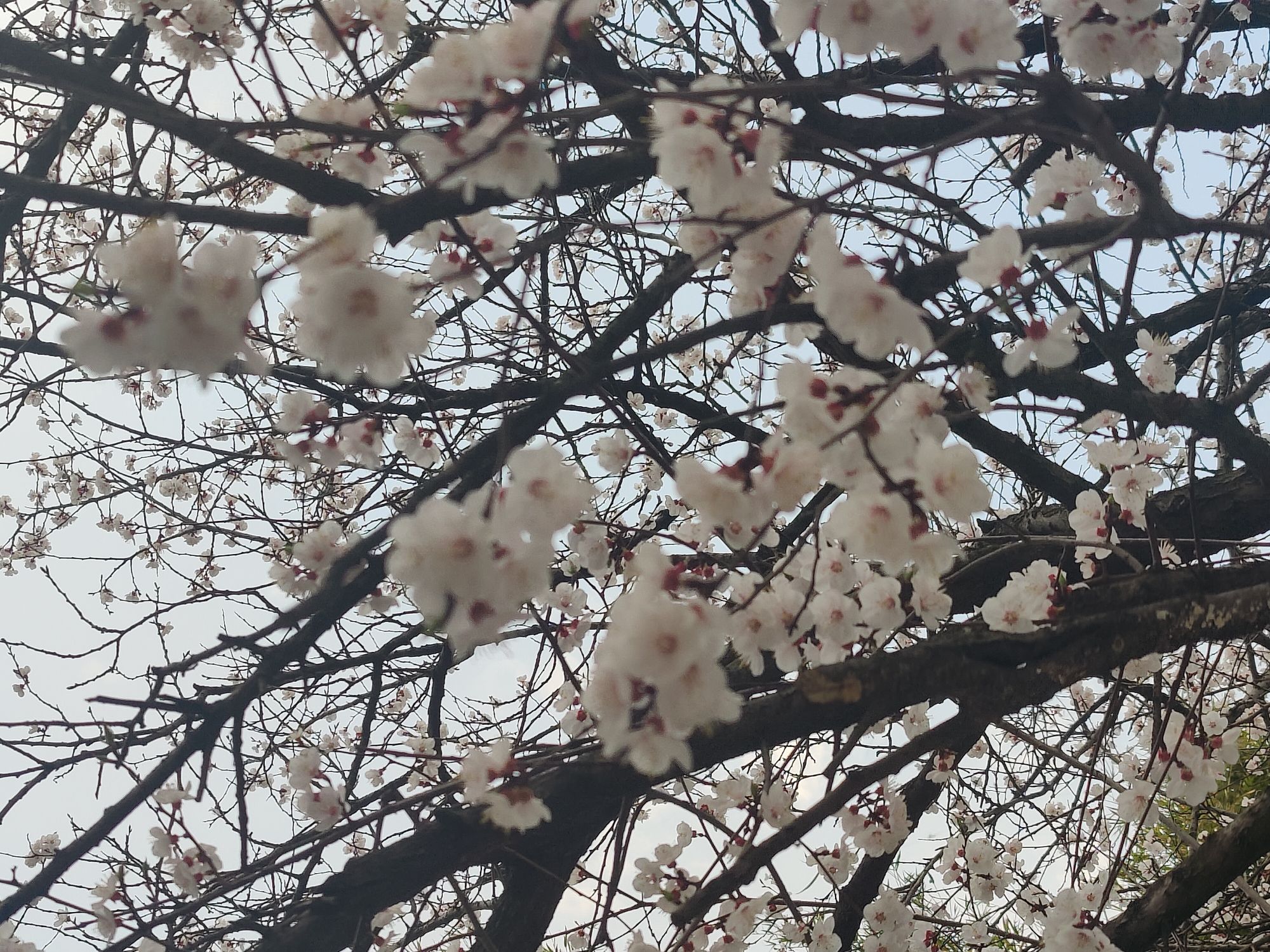 百荷公园旅行图片 3