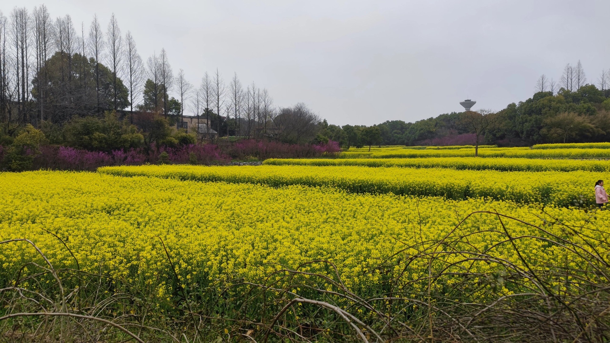杏花村景区旅行图片 3