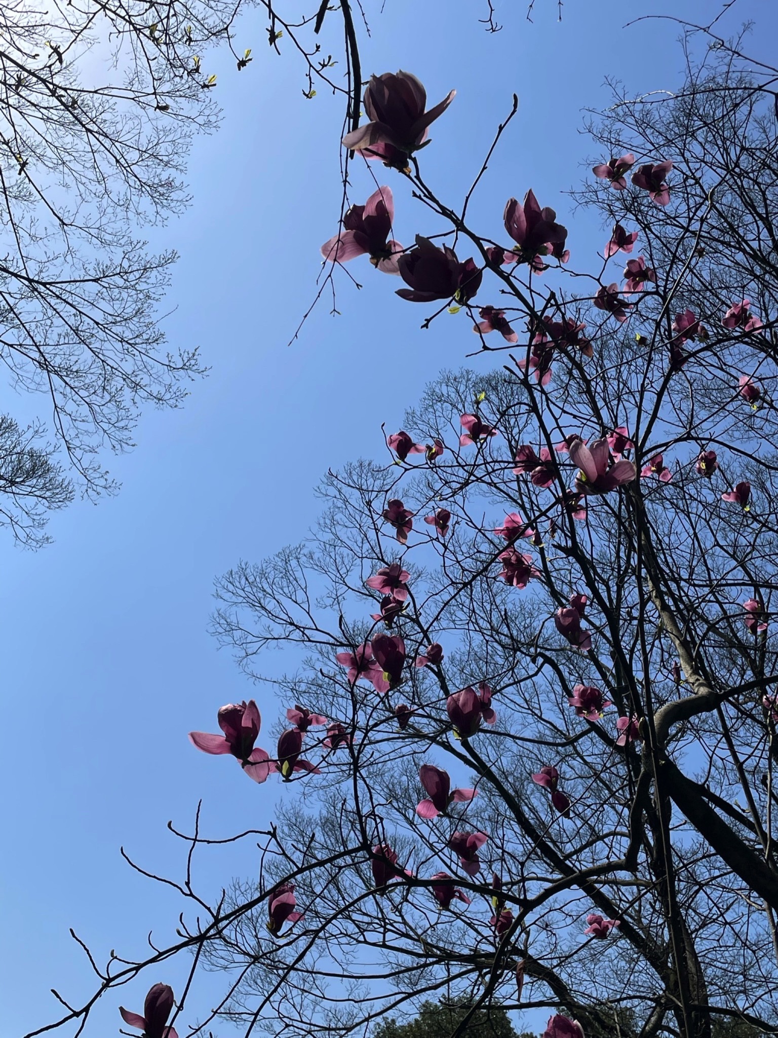 塔山公园旅行图片 1