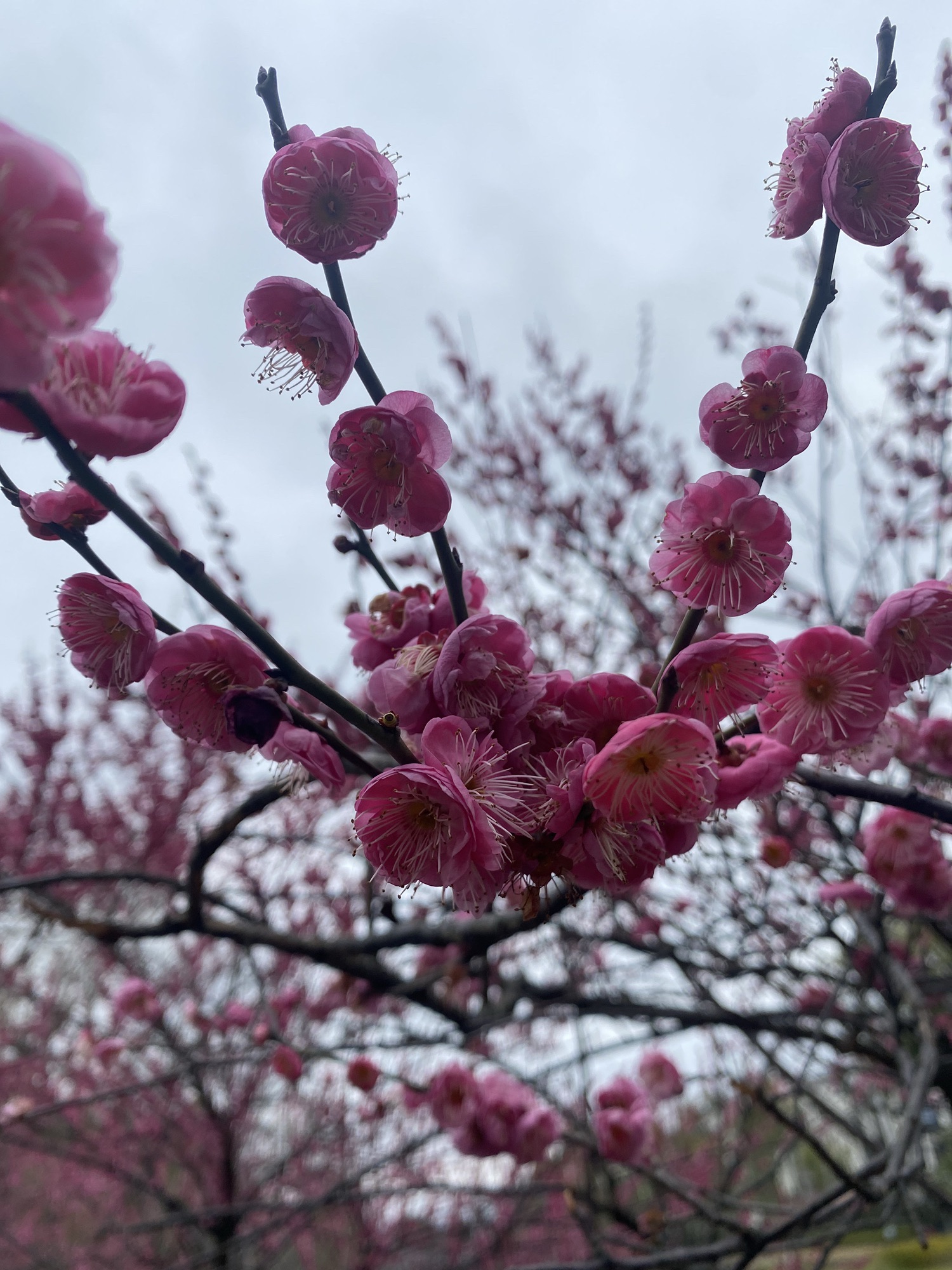 斗潭公园旅行图片 2