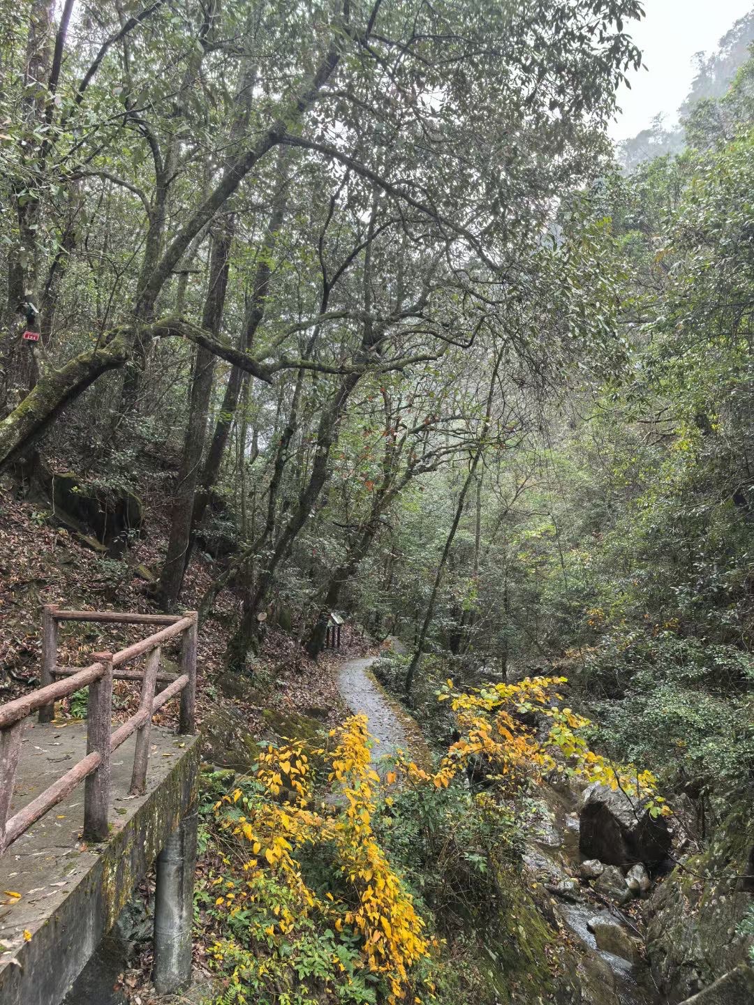 钱江源国家森林公园旅行图片 2