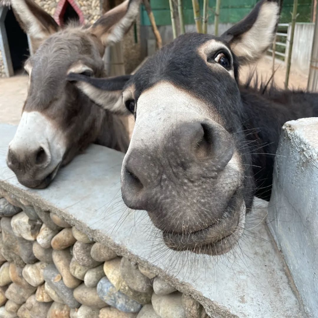 姑蔑城生态园旅行图片 3