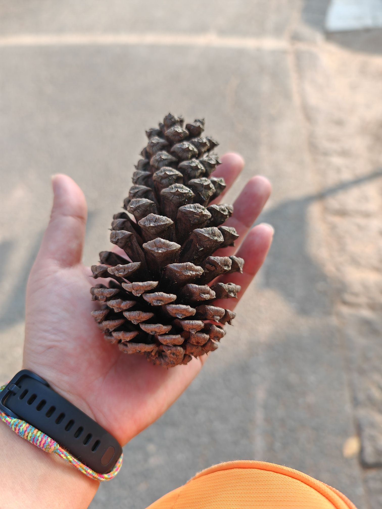 姑蔑城生态园旅行图片 3