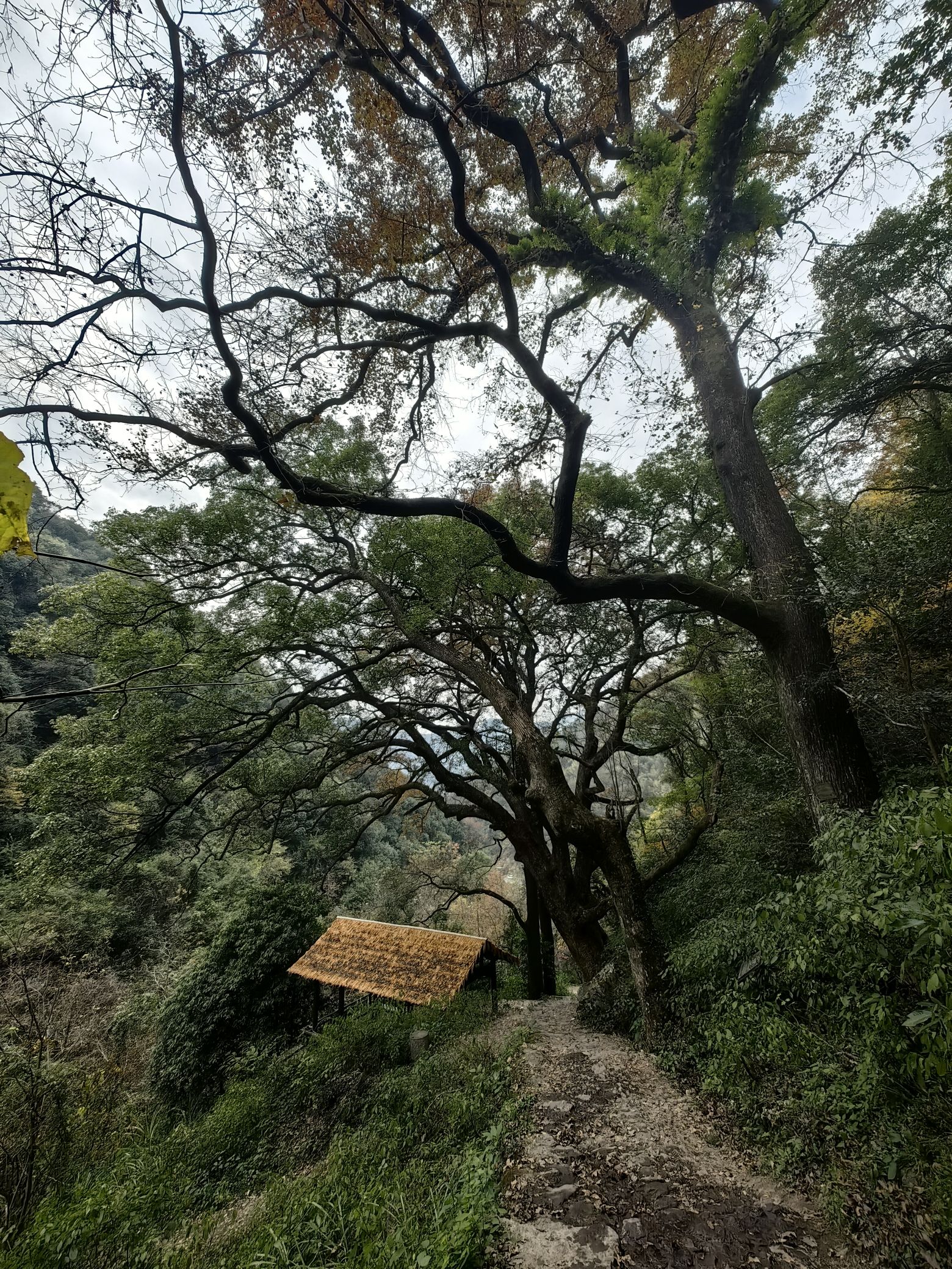 东坪古道旅行图片 2