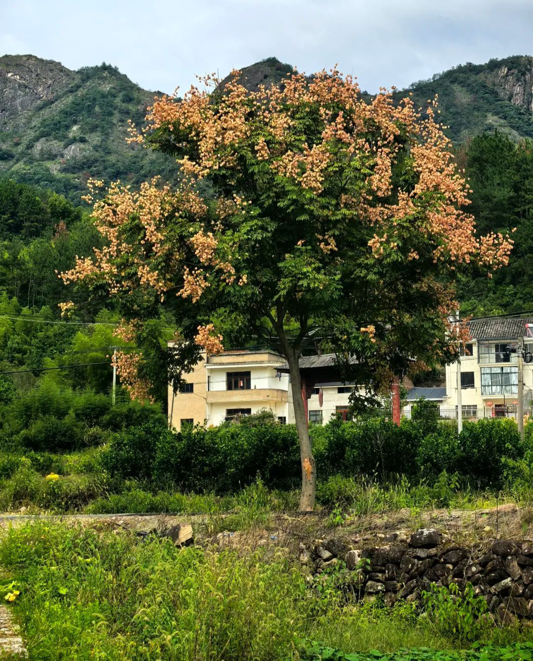 三门源风景区旅行图片 3
