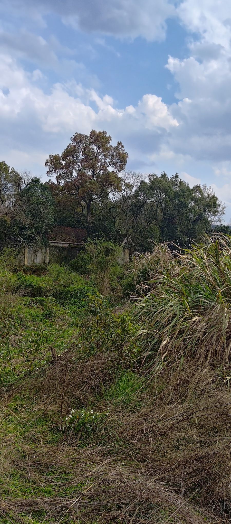 湘思岛景点旅行图片 3