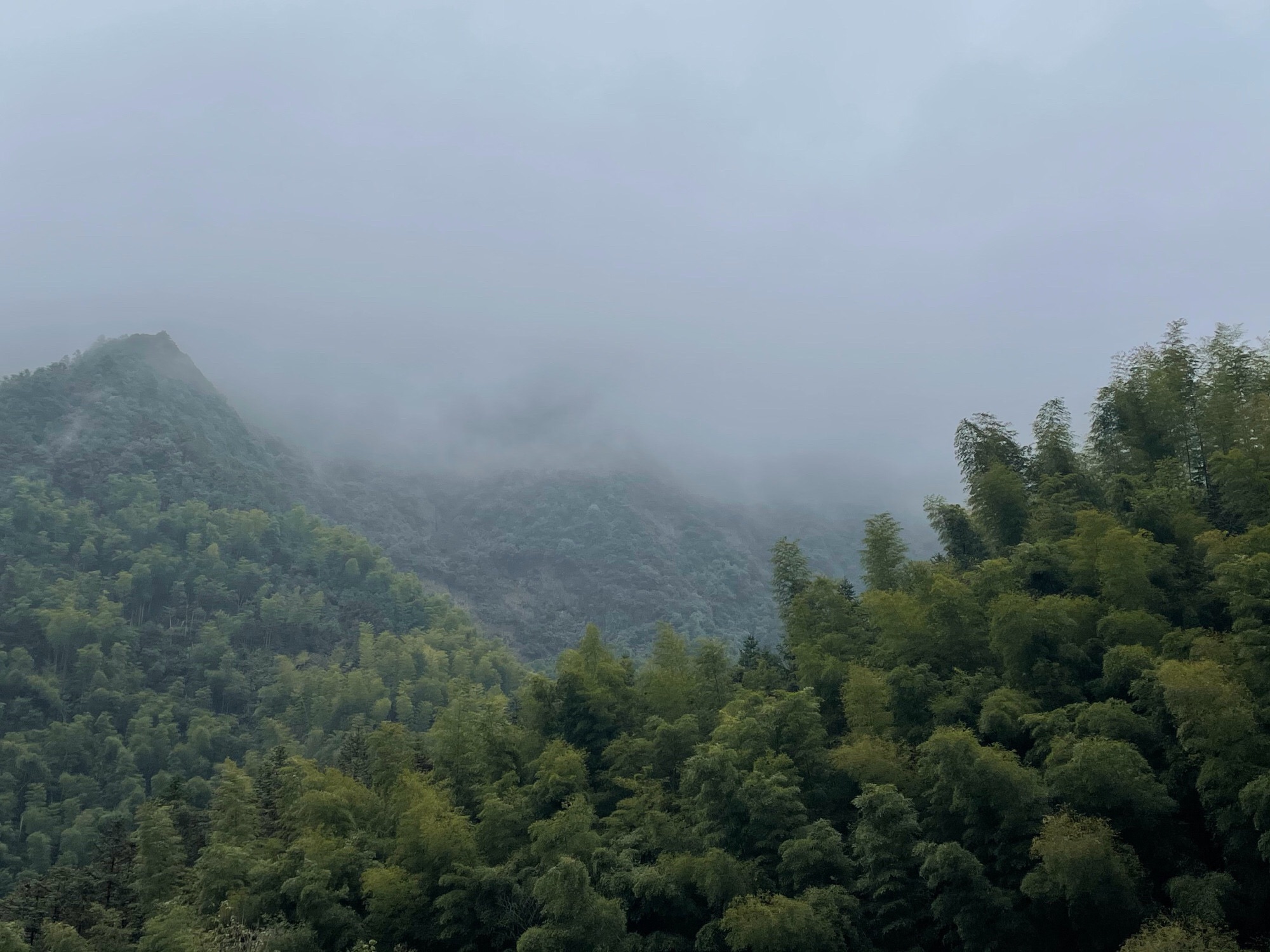 大竹海森林公园旅行图片 2