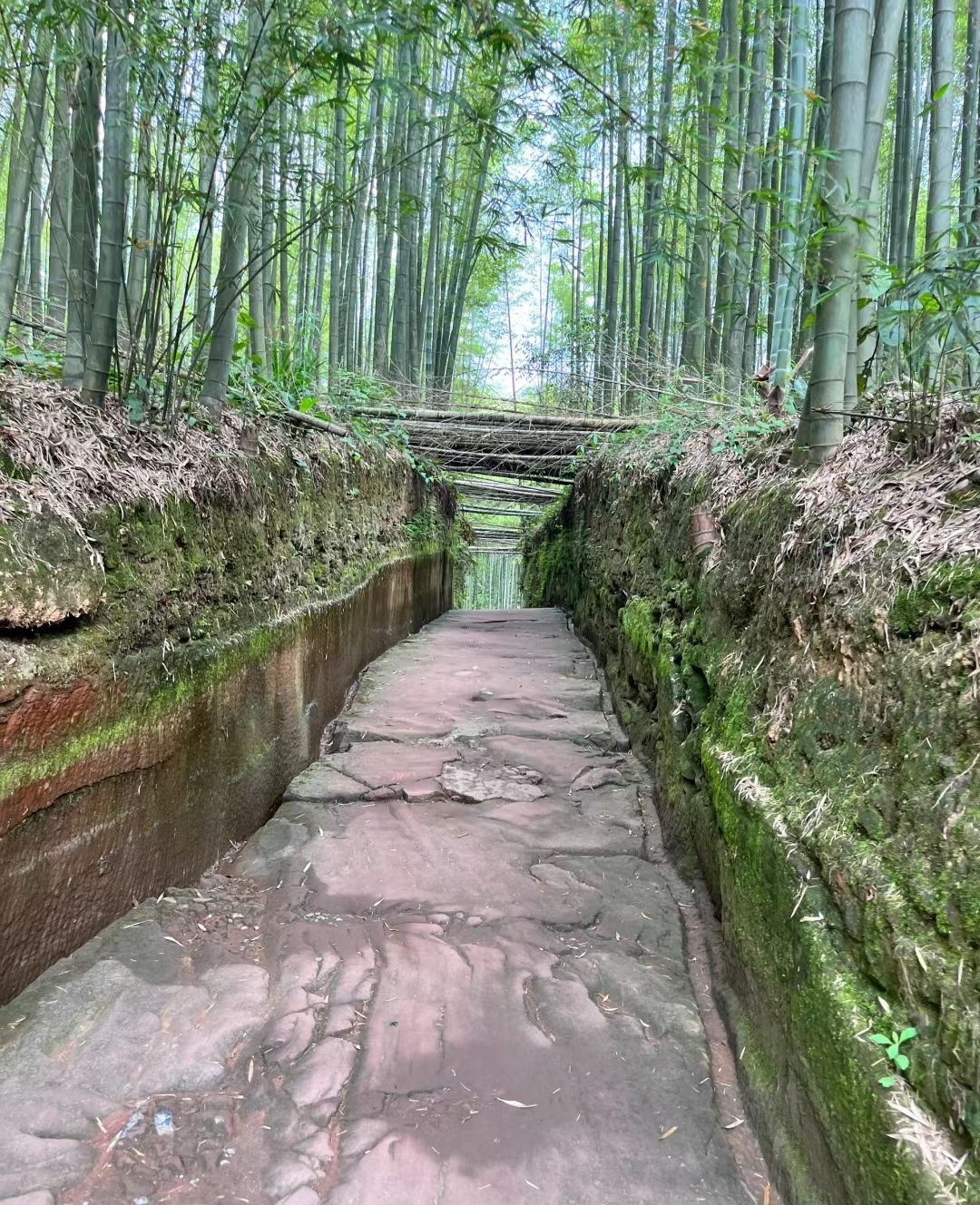 大竹海森林公园旅行图片 2