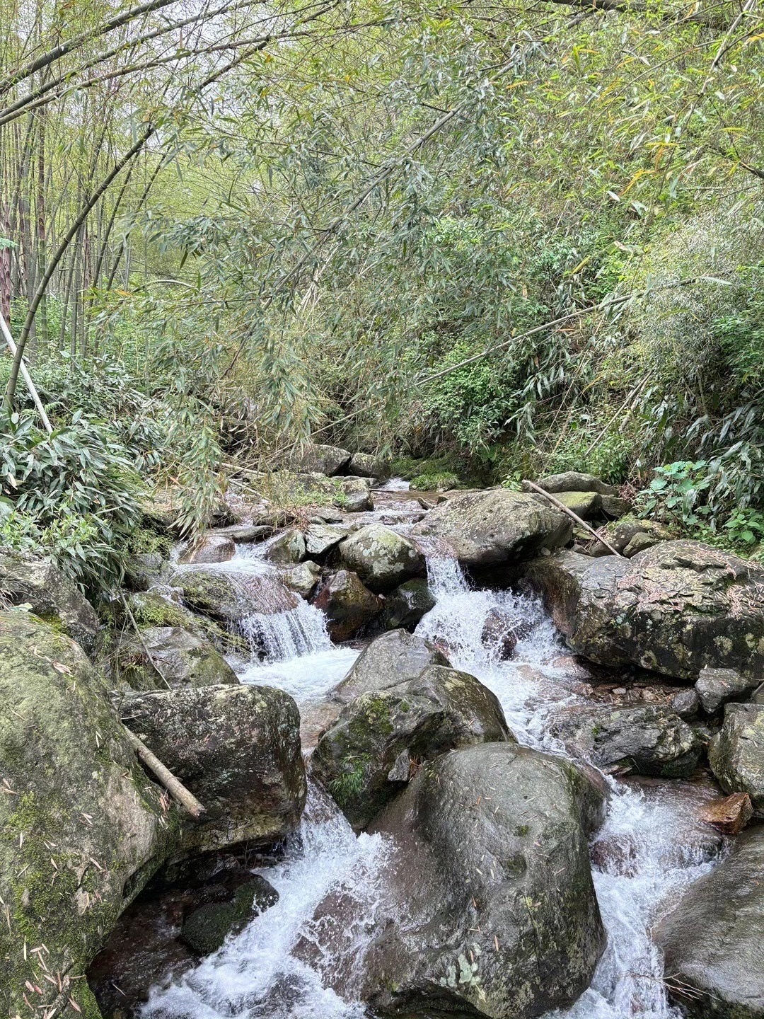 大竹海森林公园旅行图片 3