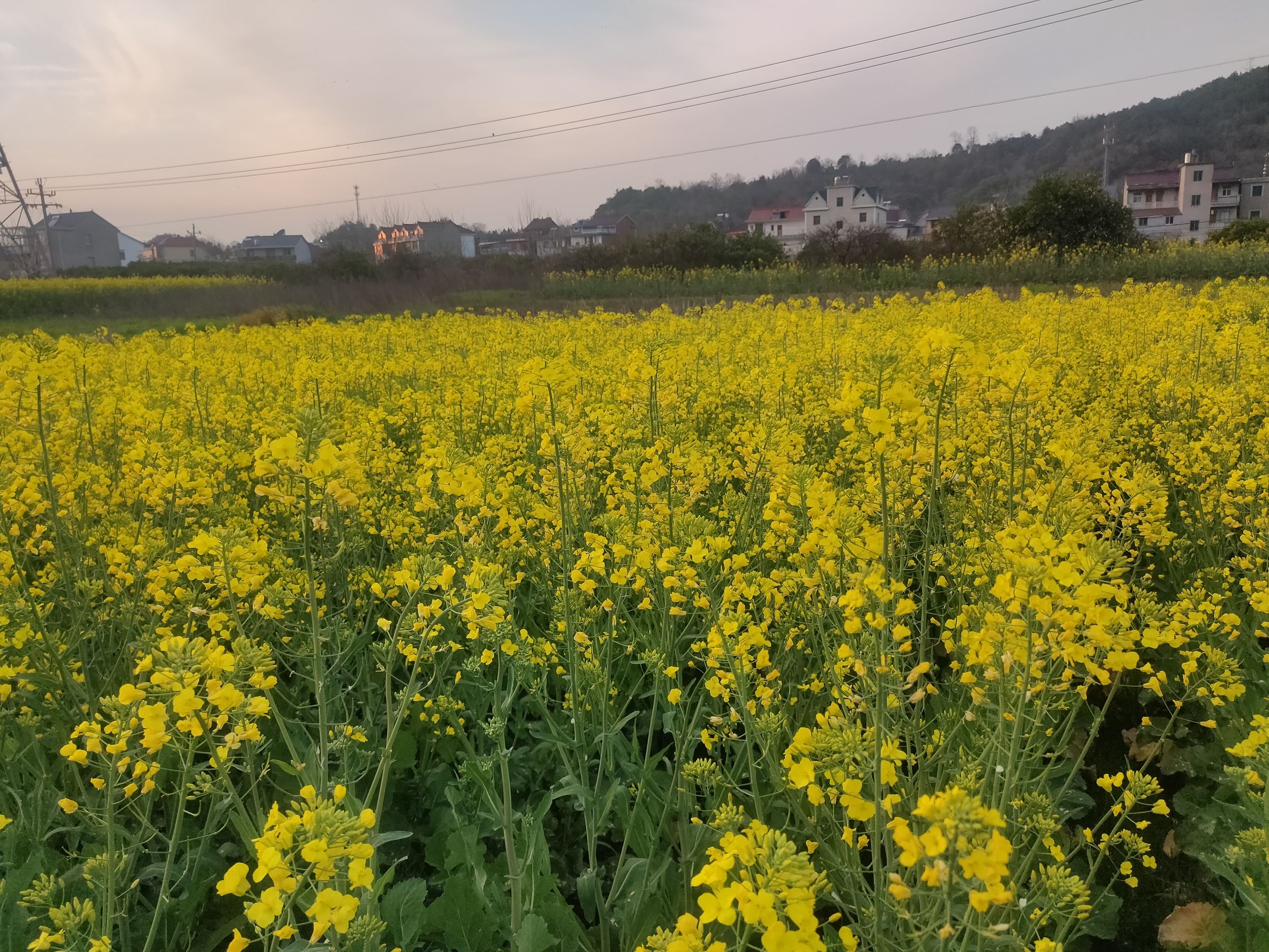 桃花源景区旅行图片 2