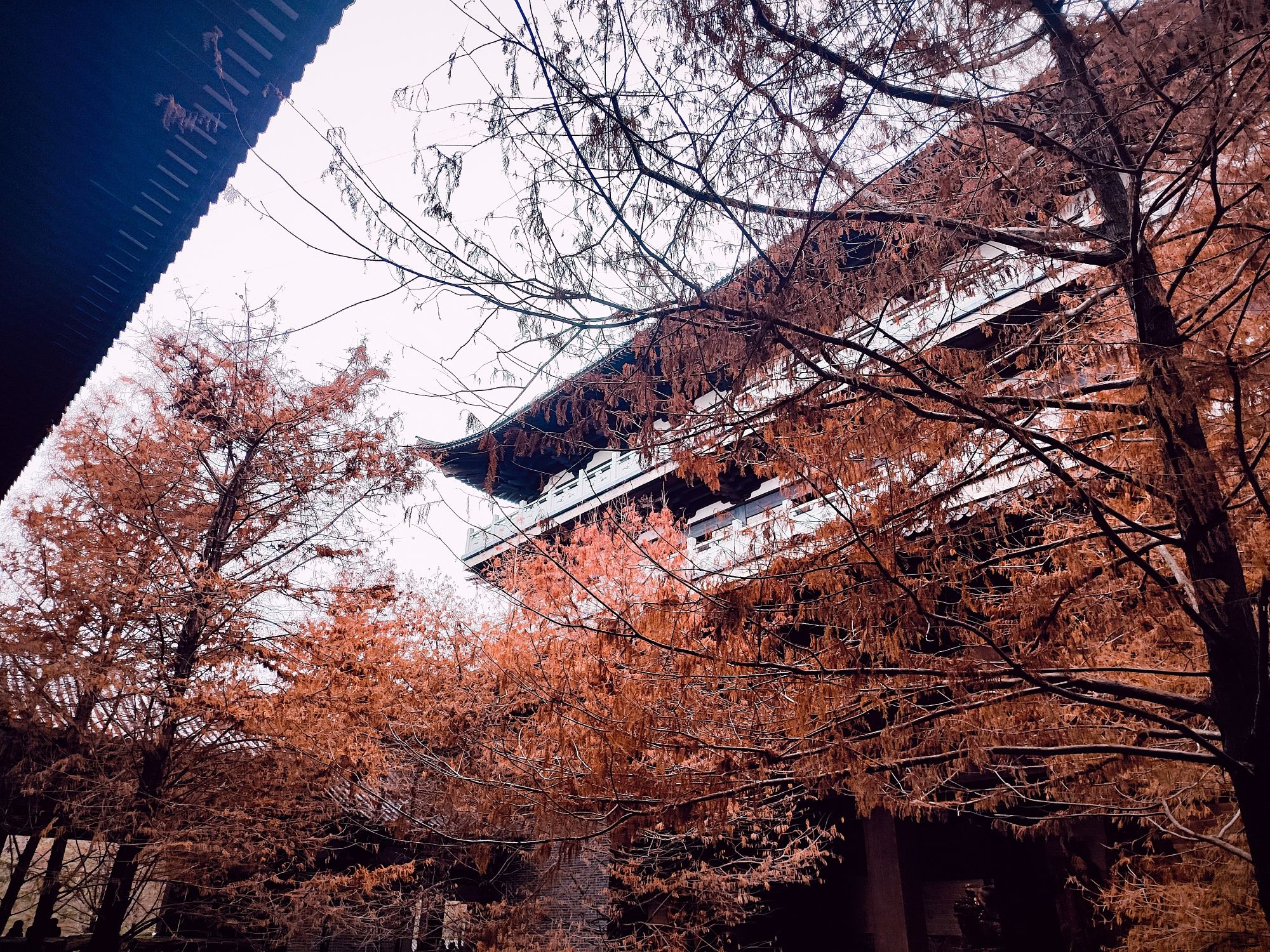 根宫佛国文化旅游区旅行图片 1