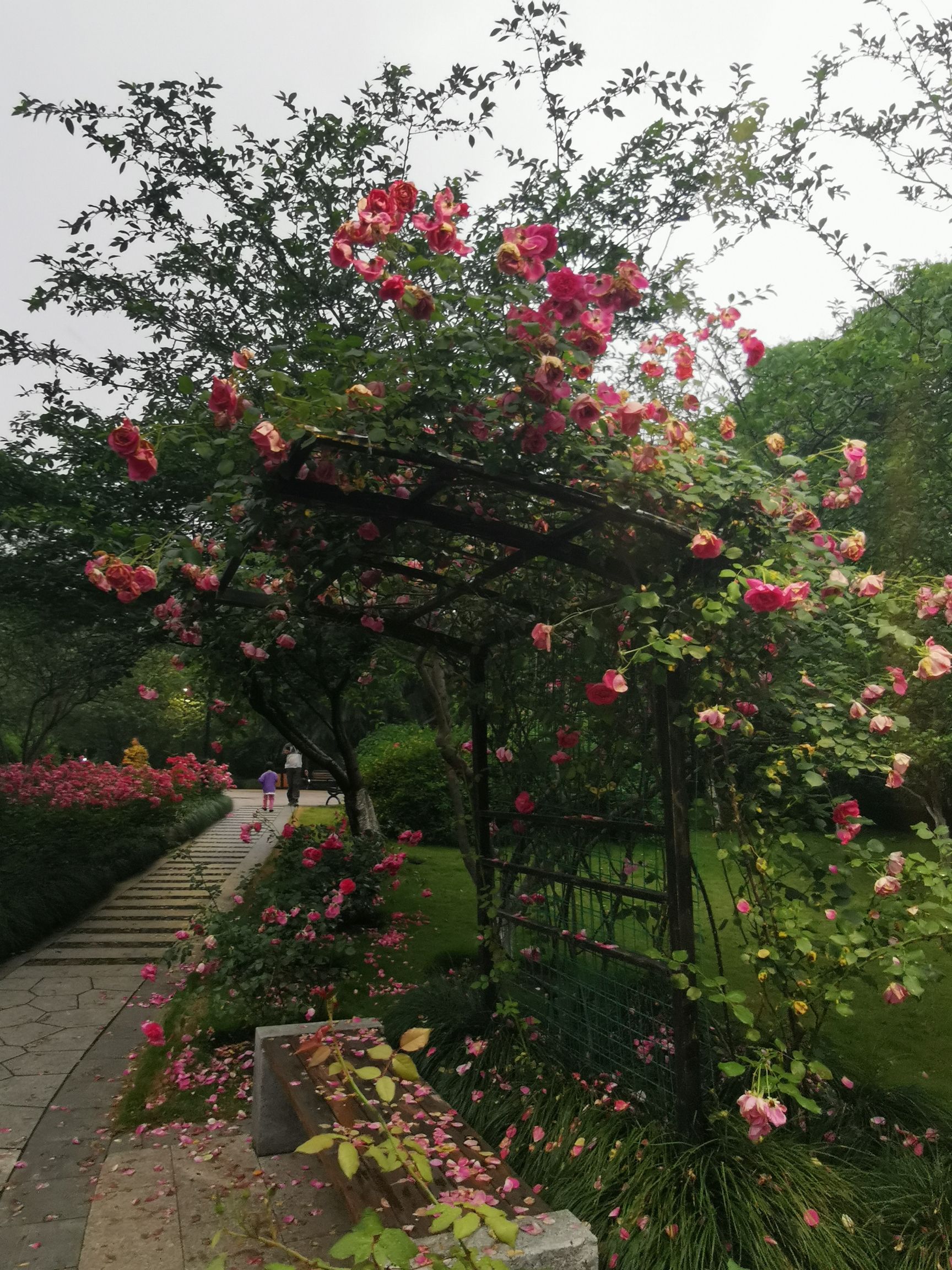 大关公园旅行图片 3