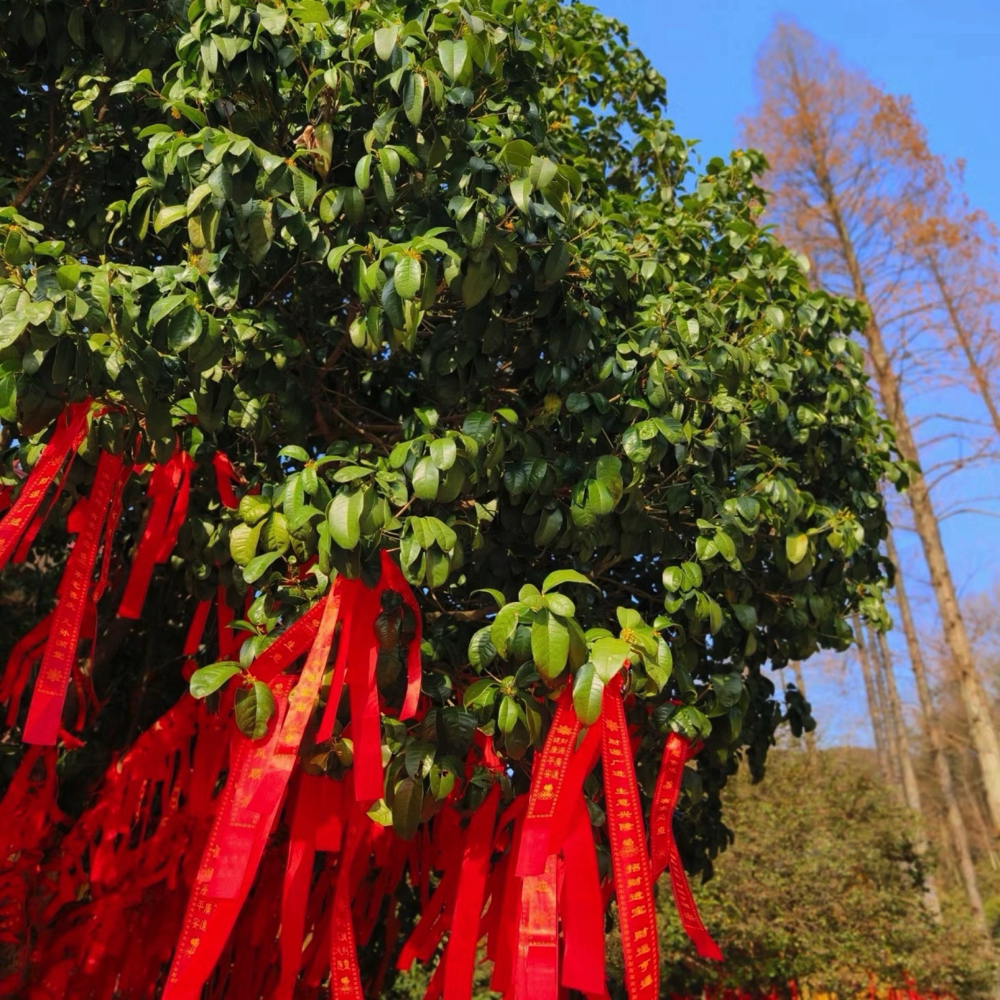 天钟山旅行图片 1