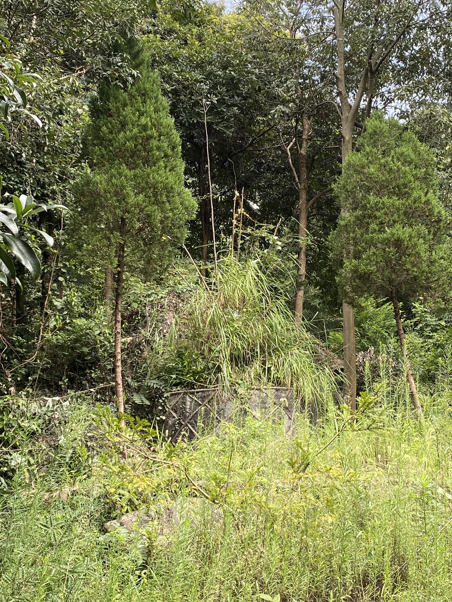 西径山风景区旅行图片 2