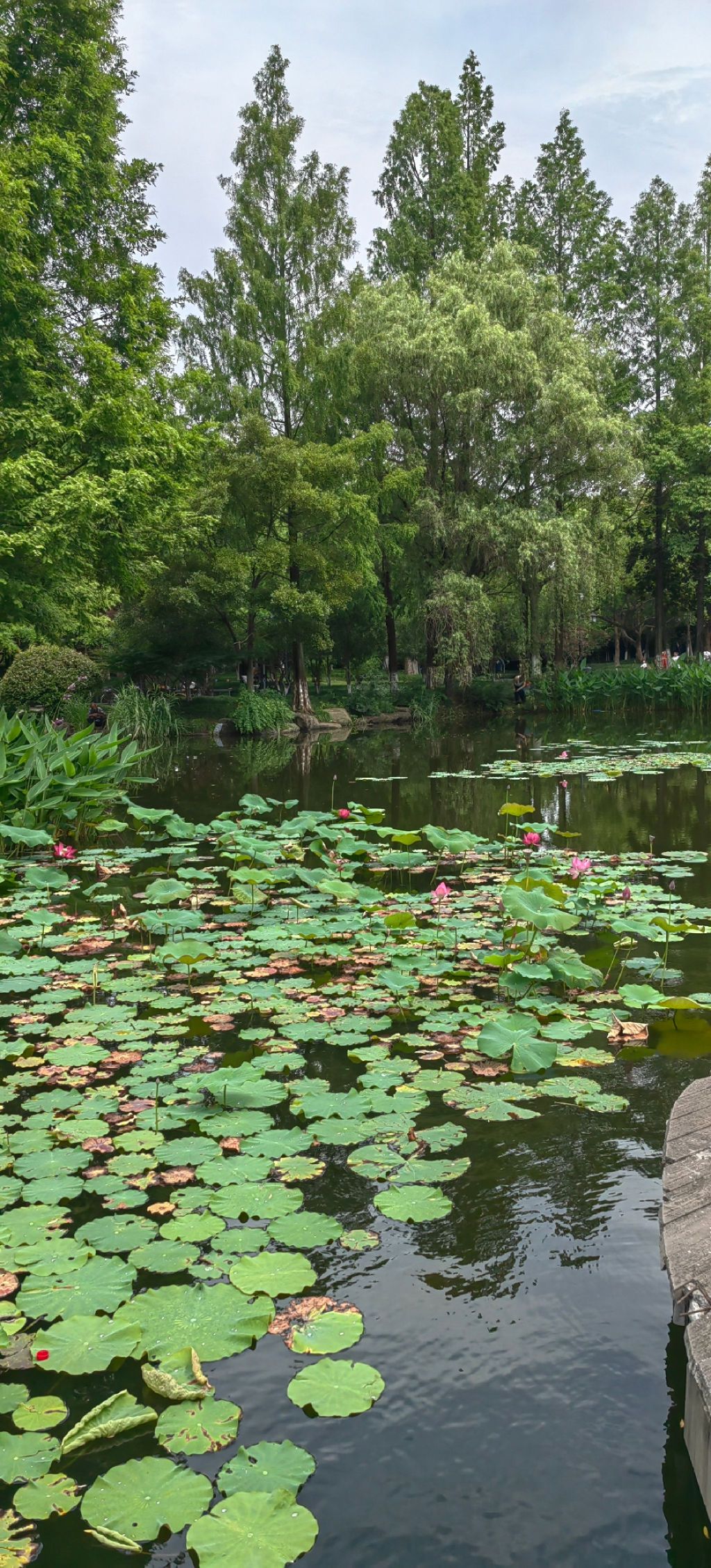 城东公园旅行图片 3