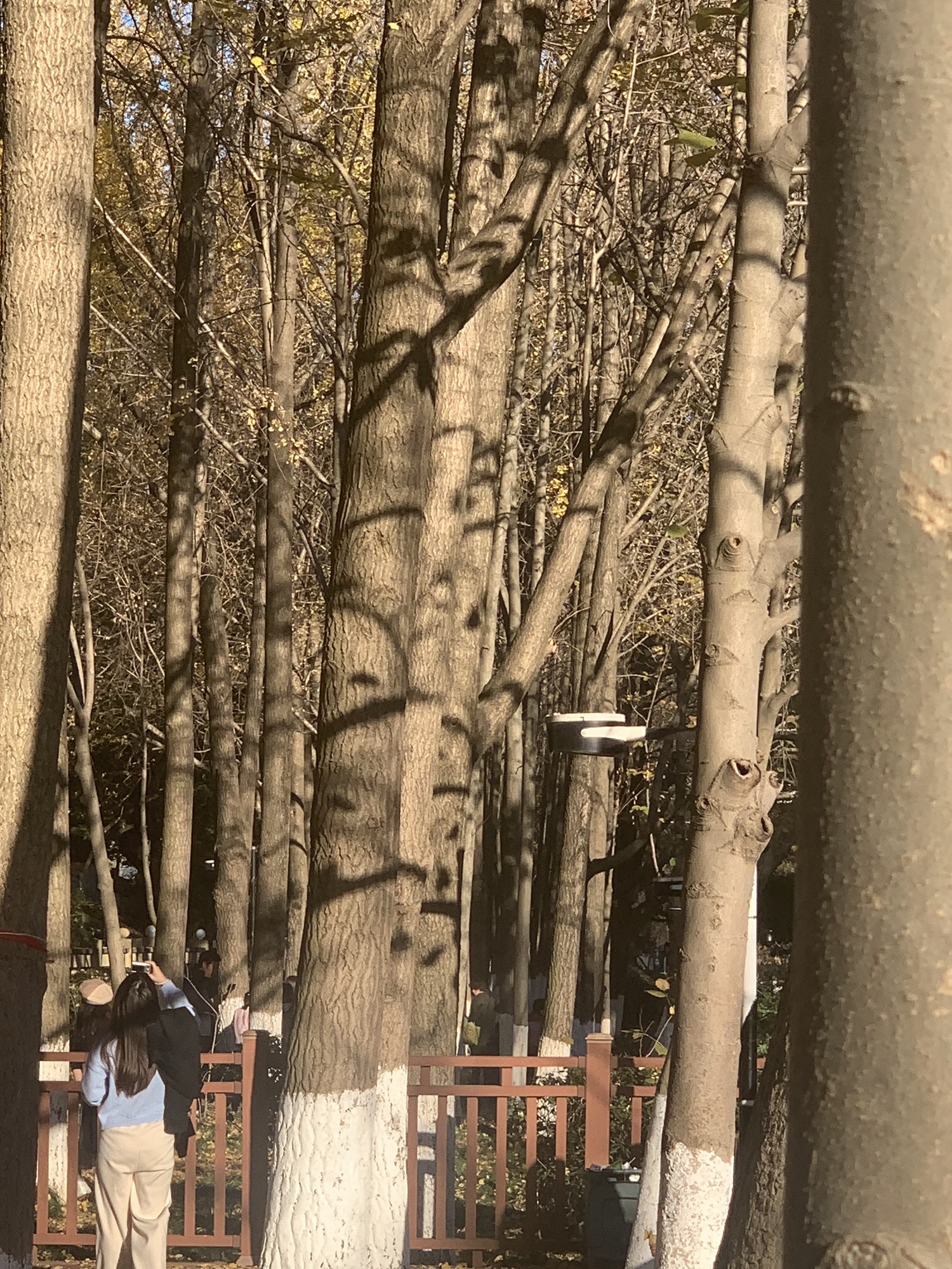 朝晖文化公园旅行图片 2