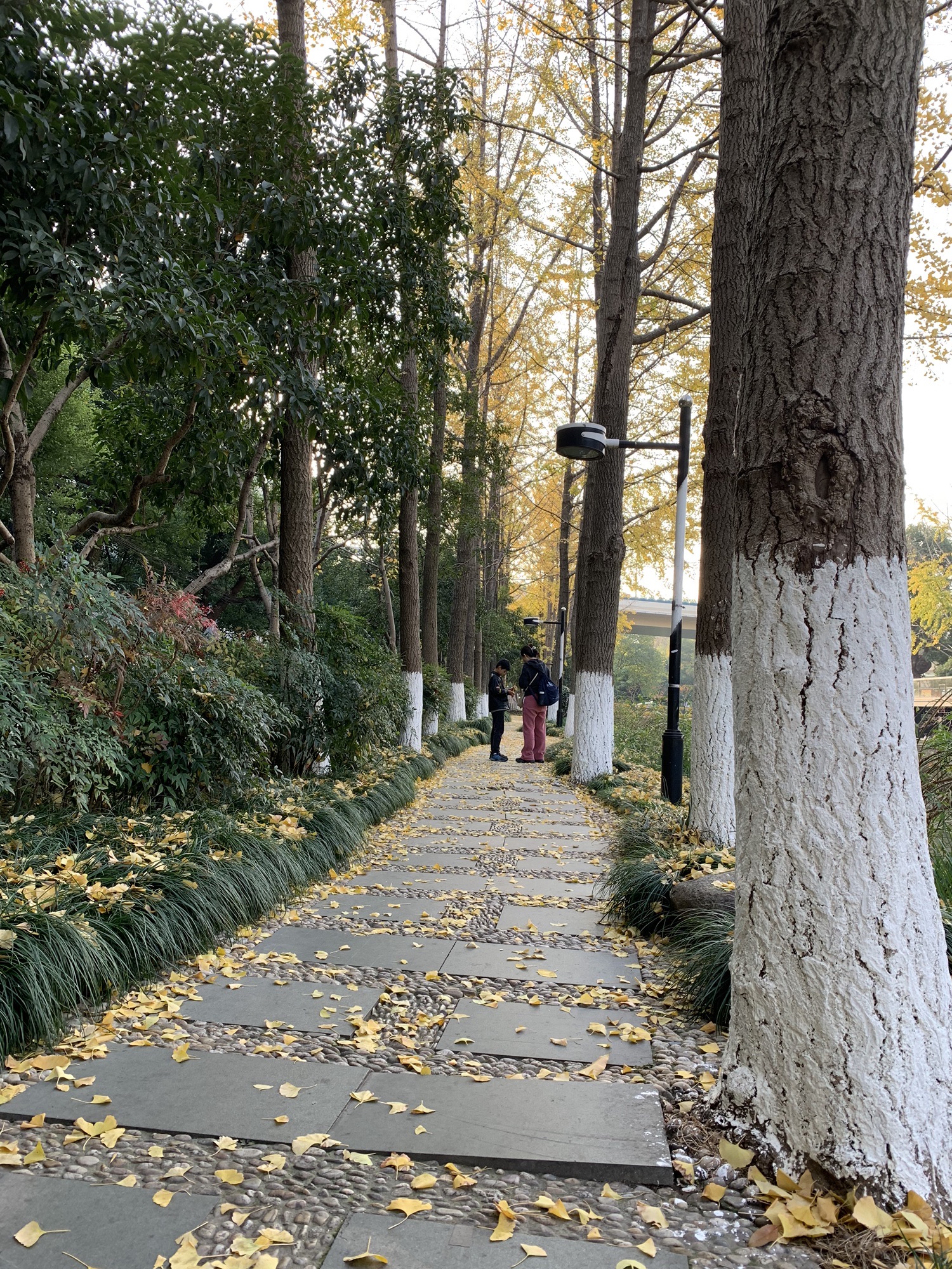 朝晖文化公园旅行图片 2