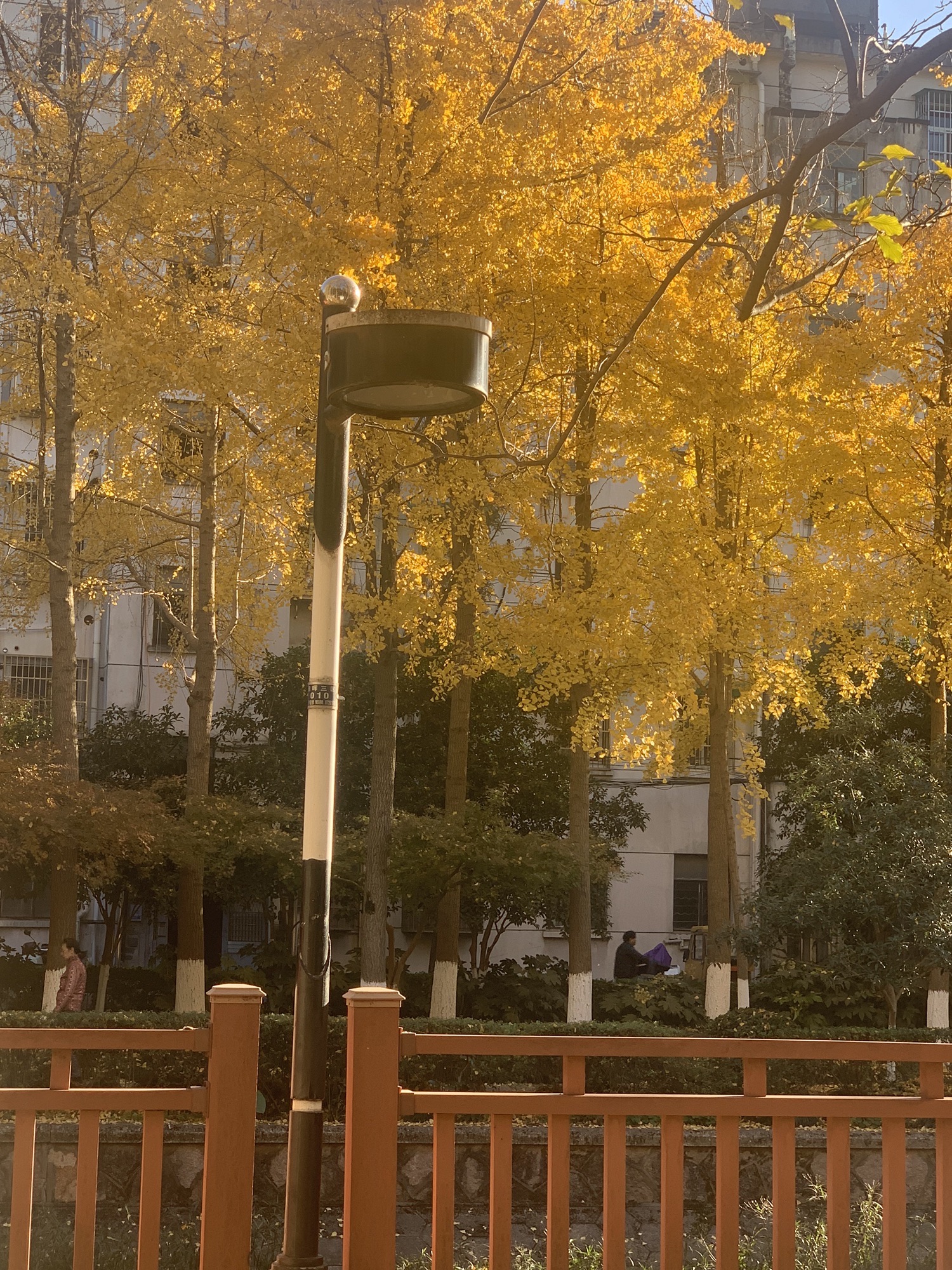 朝晖文化公园旅行图片 1