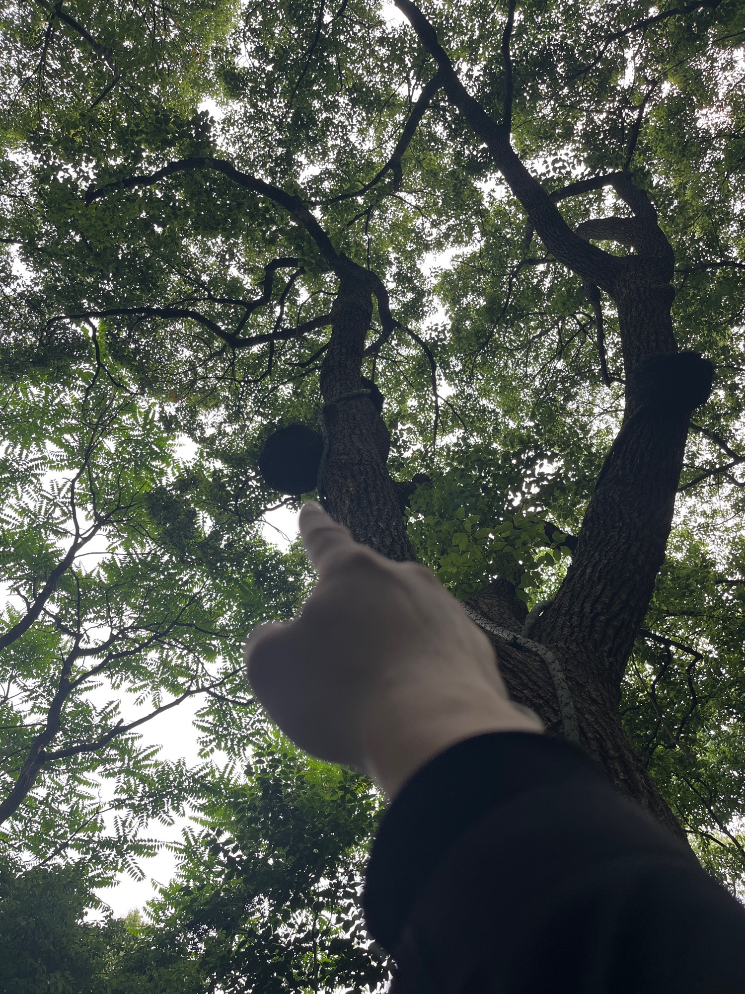 峙山公园旅行图片 3