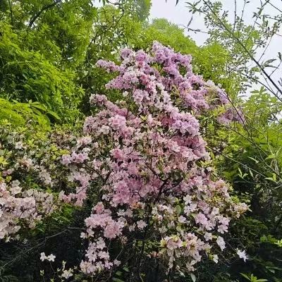 杭州半山国家森林公园旅行图片 3