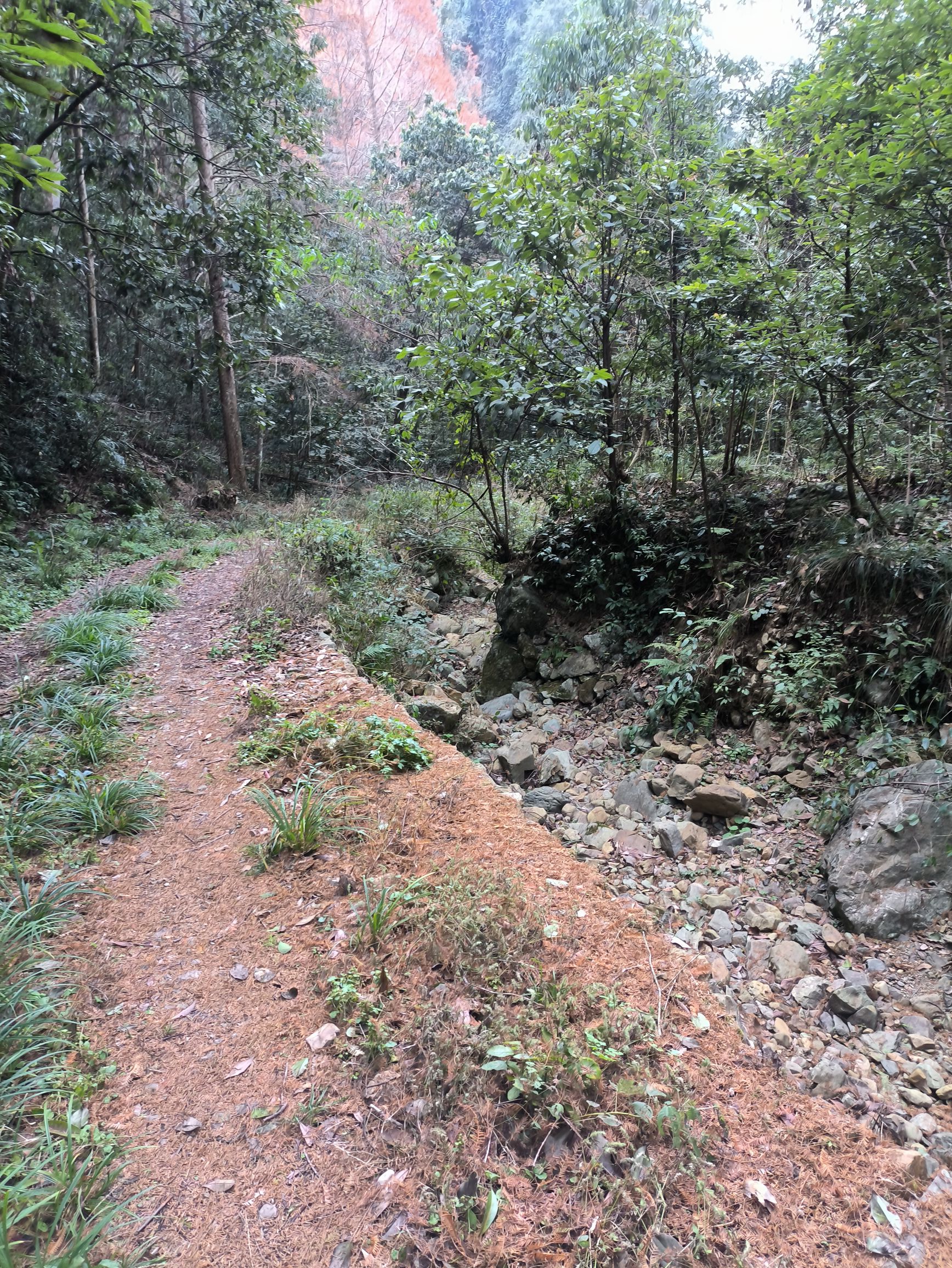 绿荷塘古楠木森林公园旅行图片 3