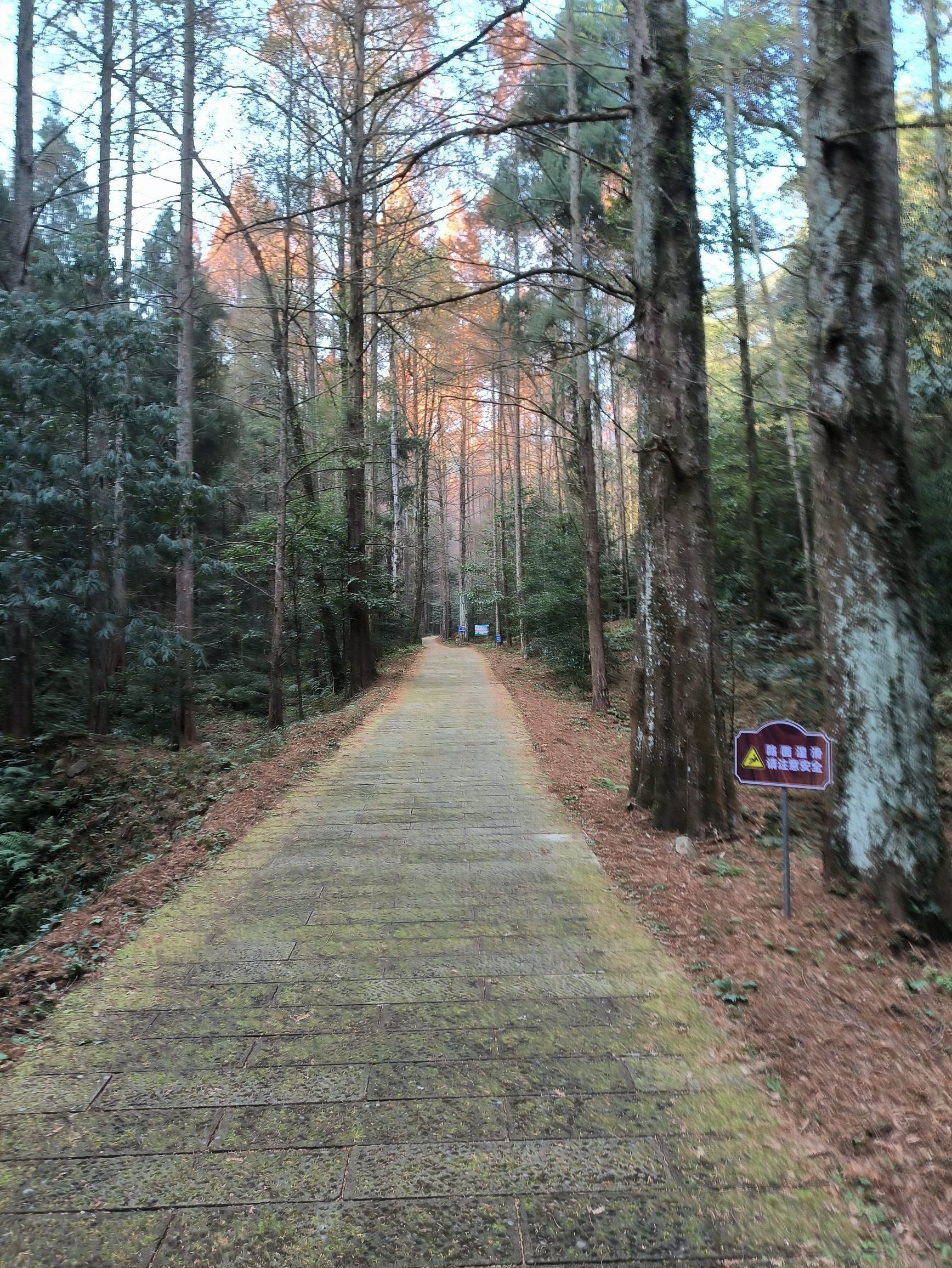 绿荷塘古楠木森林公园旅行图片 1