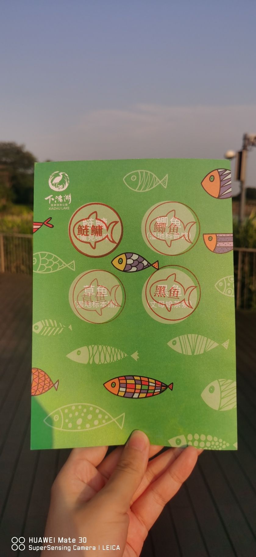 下渚湖·湿地公园旅行图片 2