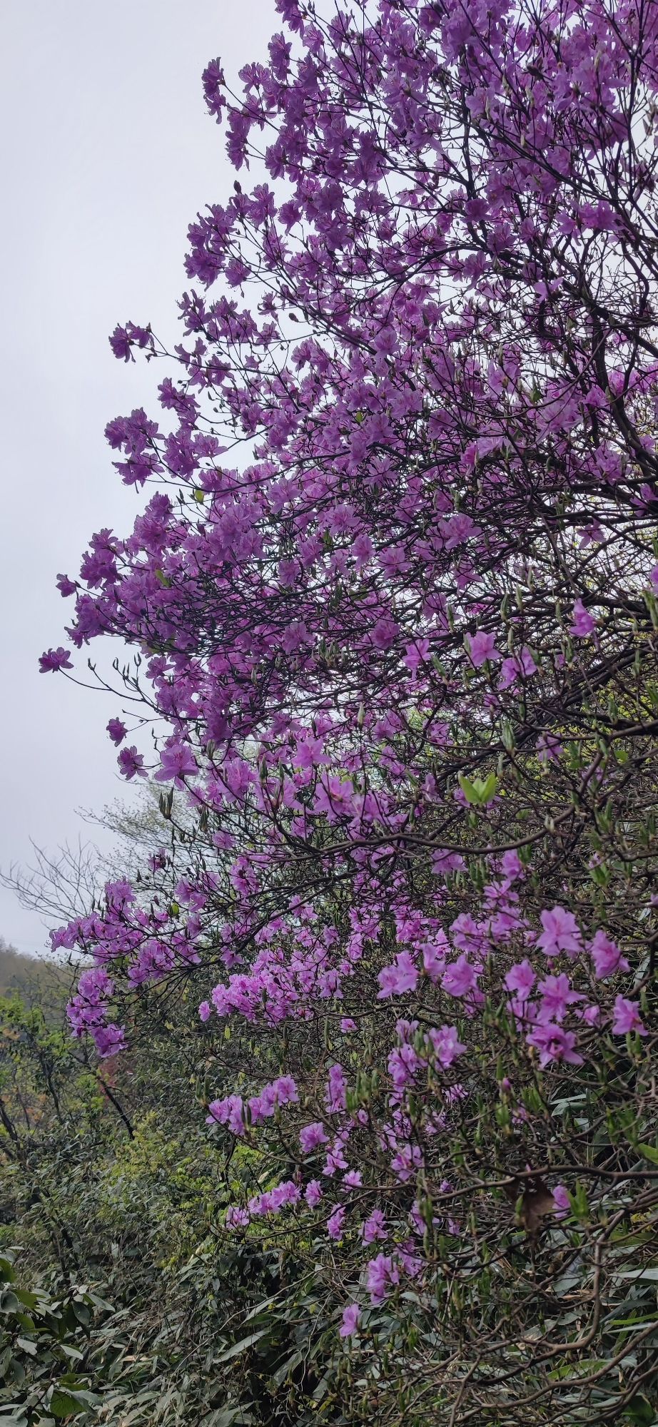 安吉灵溪山风景区旅行图片 2