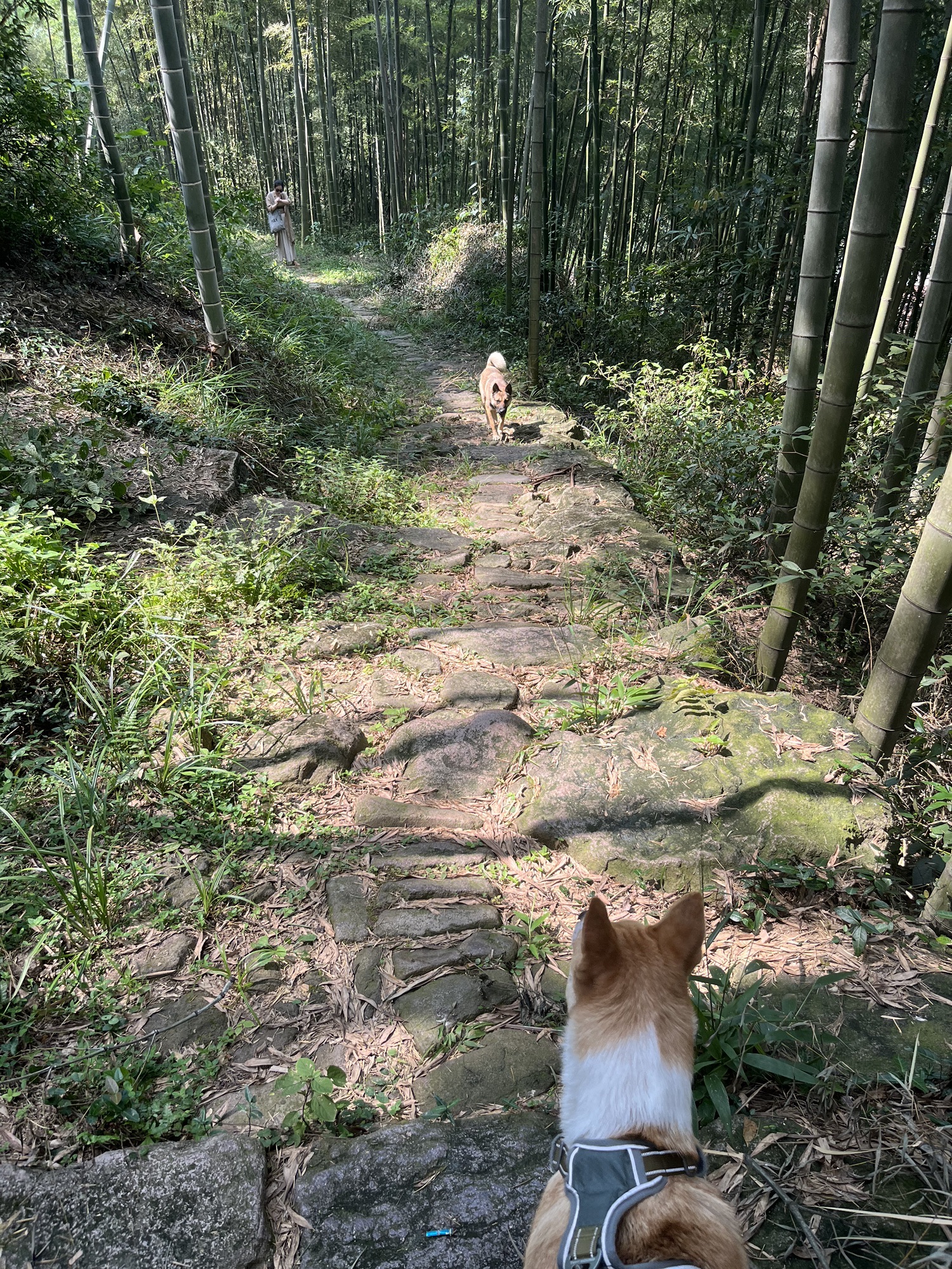 独松关旅行图片 2