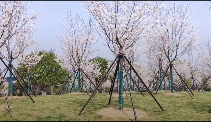 春晖公园旅行图片 1