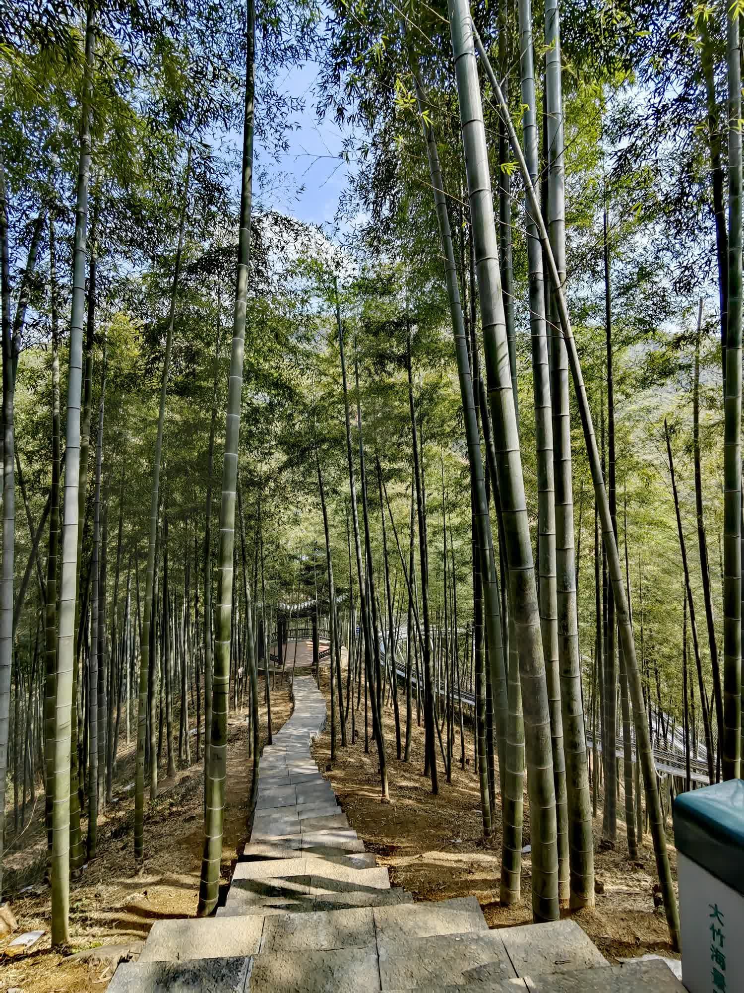 中国大竹海景区旅行图片 3