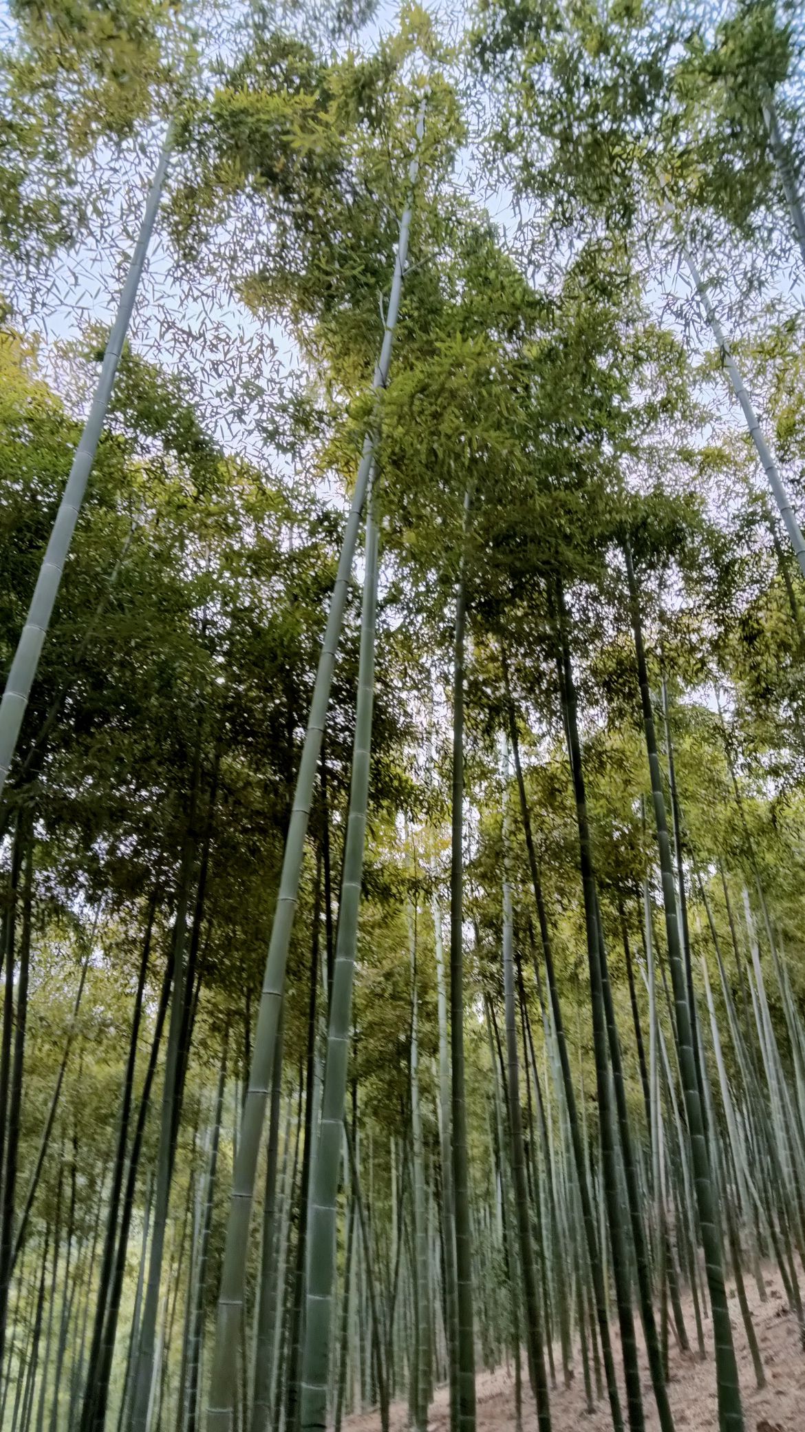 中国大竹海景区旅行图片 3