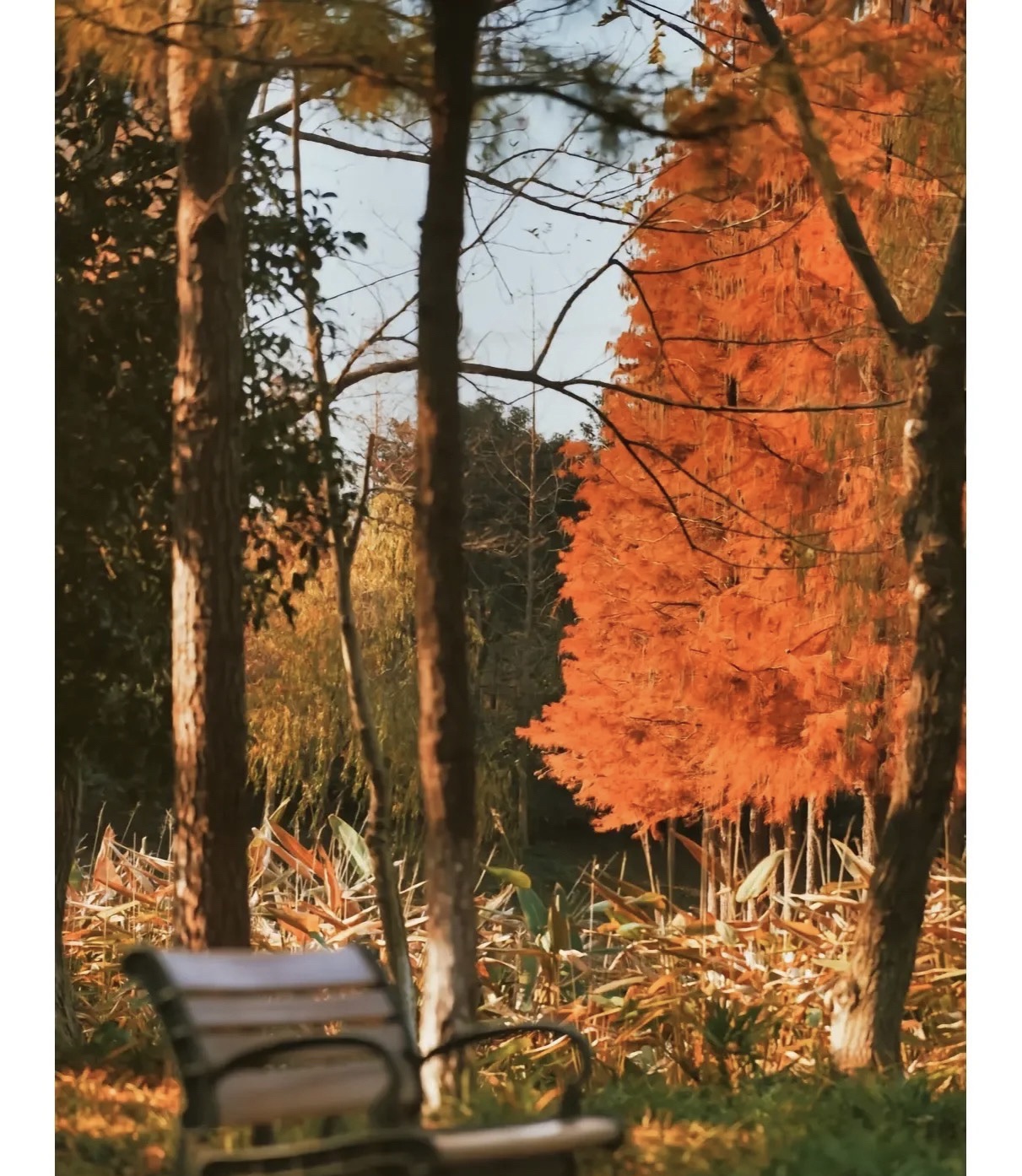 长兴画溪湿地公园旅行图片 1