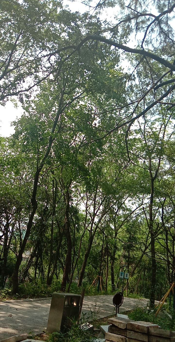龙山公园旅行图片 2