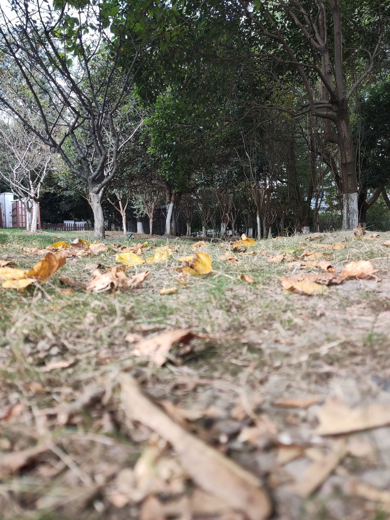 金象湖公园旅行图片 3
