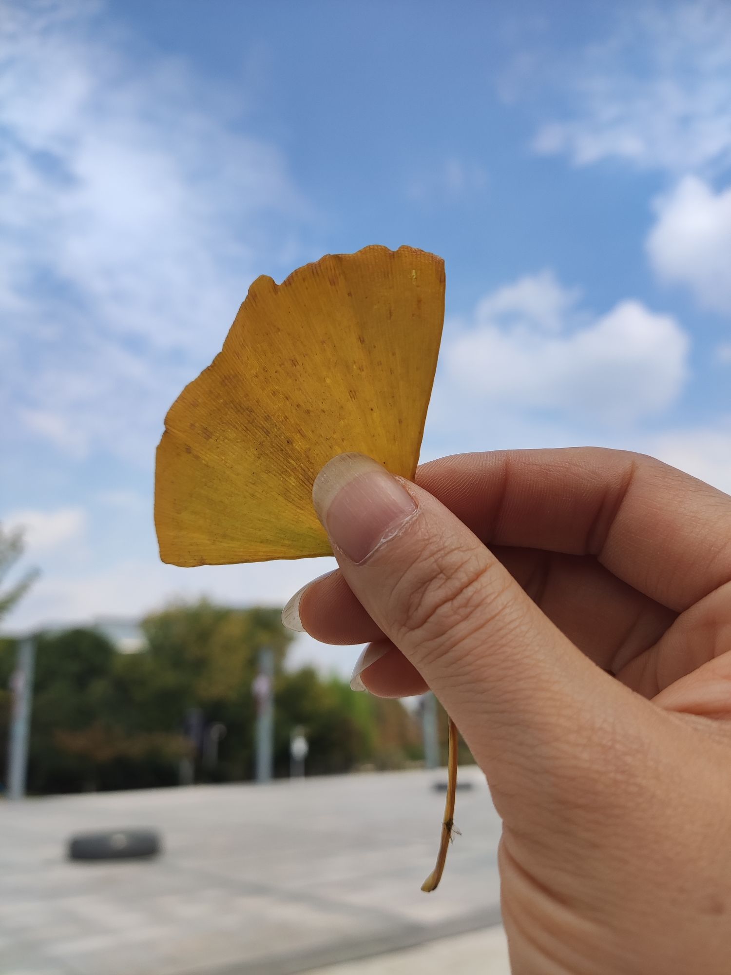 金象湖公园旅行图片 2