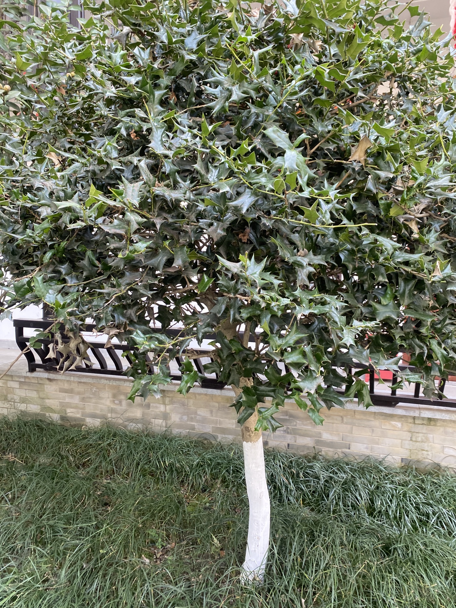 小蓬莱公园旅行图片 1