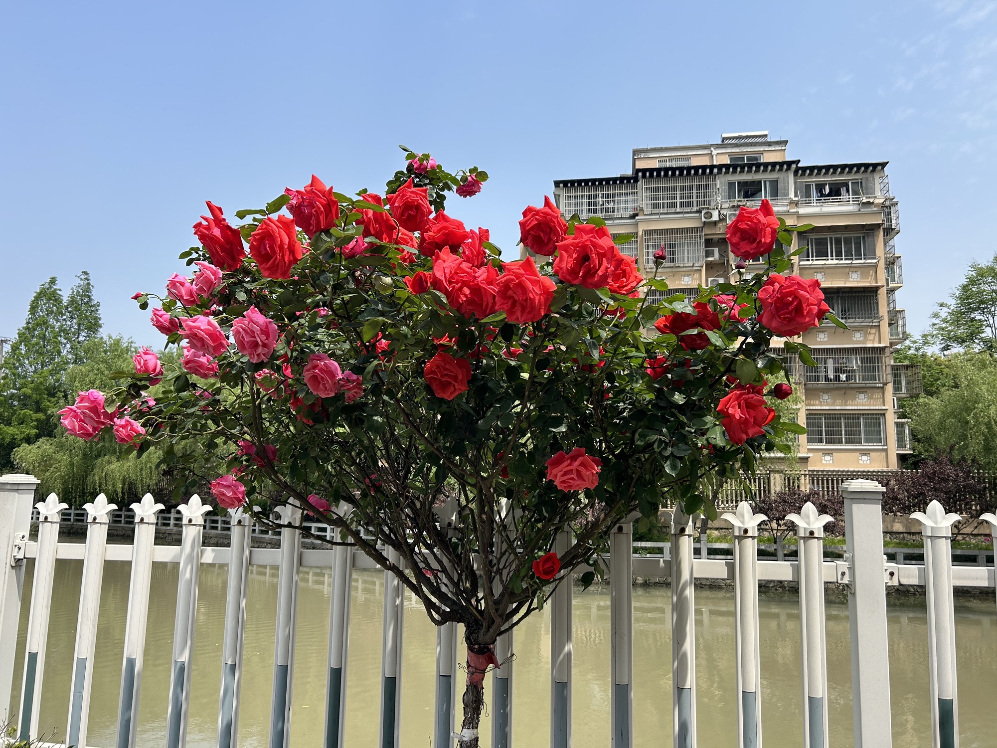 东湖景区旅行图片 3