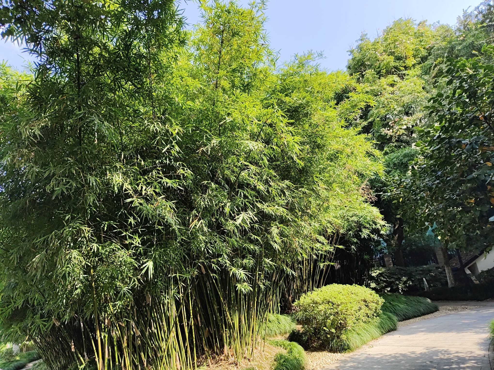 梅园旅行图片 1
