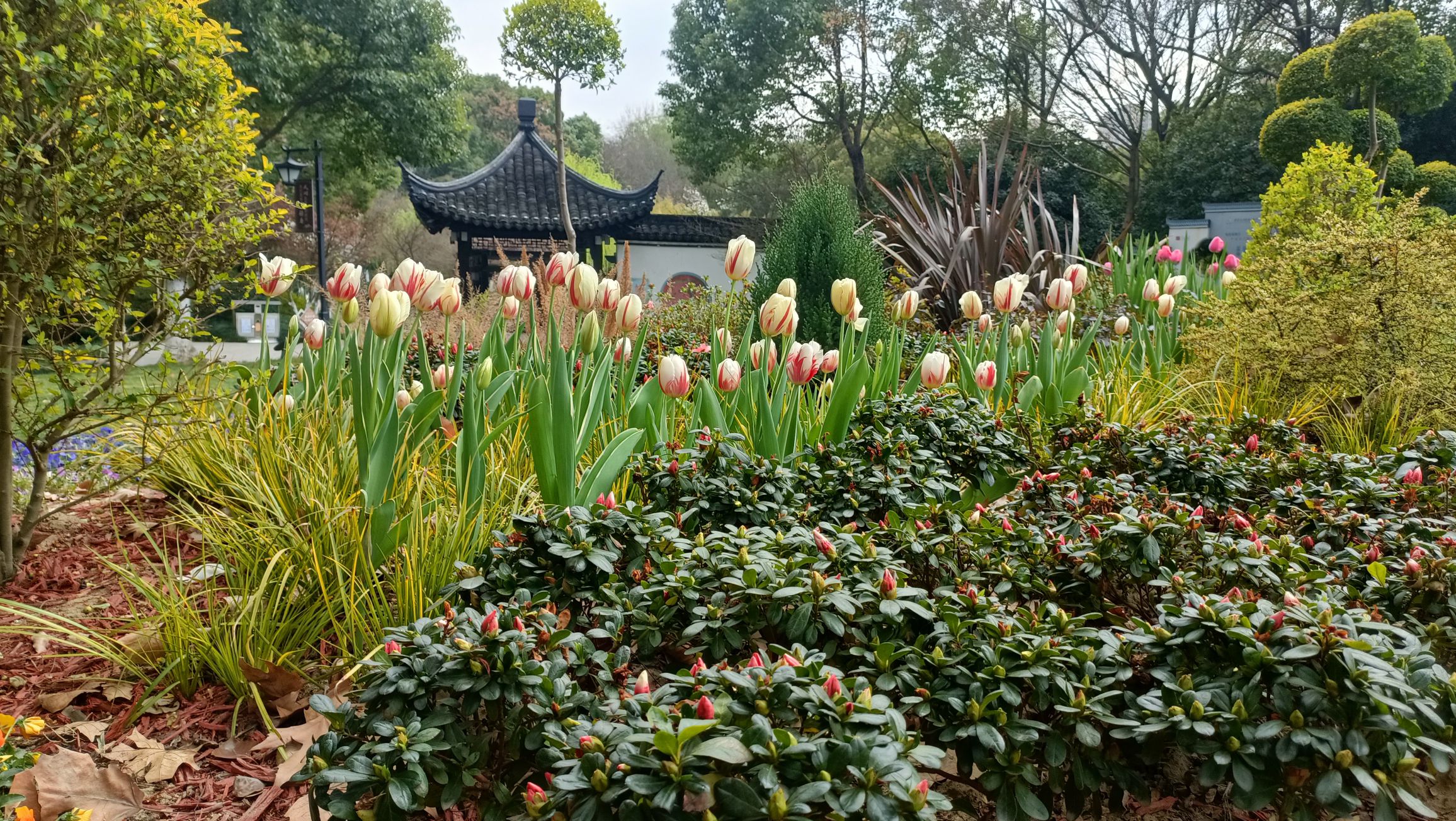 梅园旅行图片 2