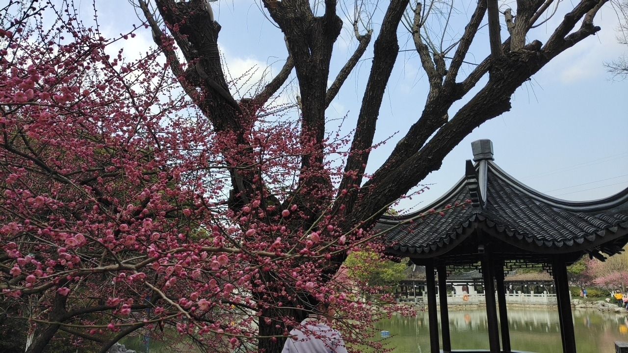 梅园旅行图片 1