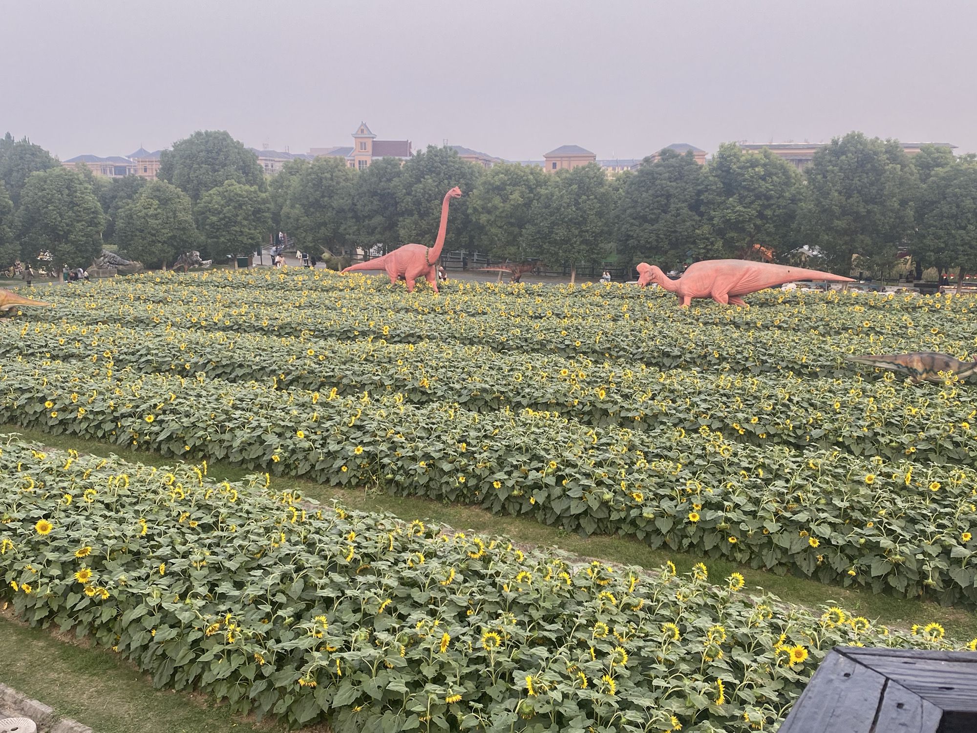 中山公园旅行图片 1