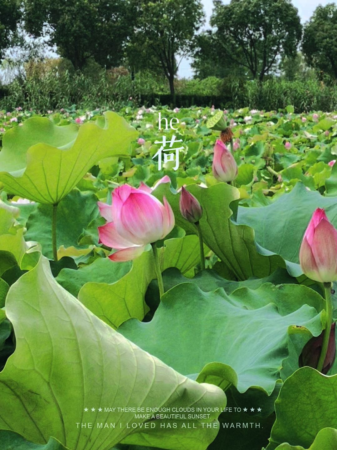 莲泗荡风景区旅行图片 1