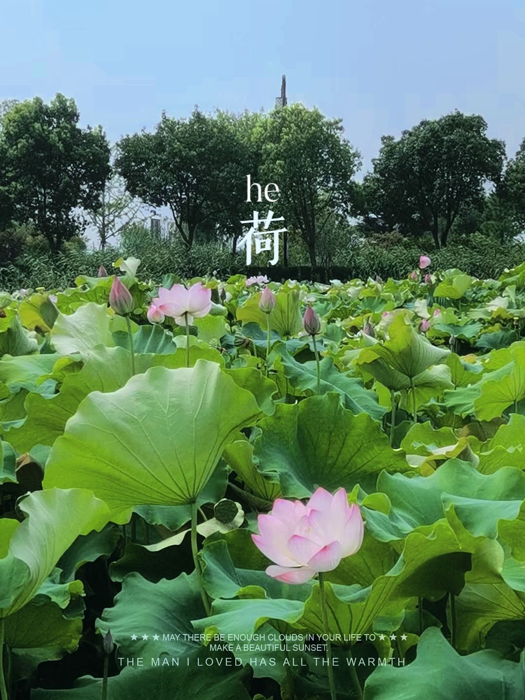 莲泗荡风景区旅行图片 3